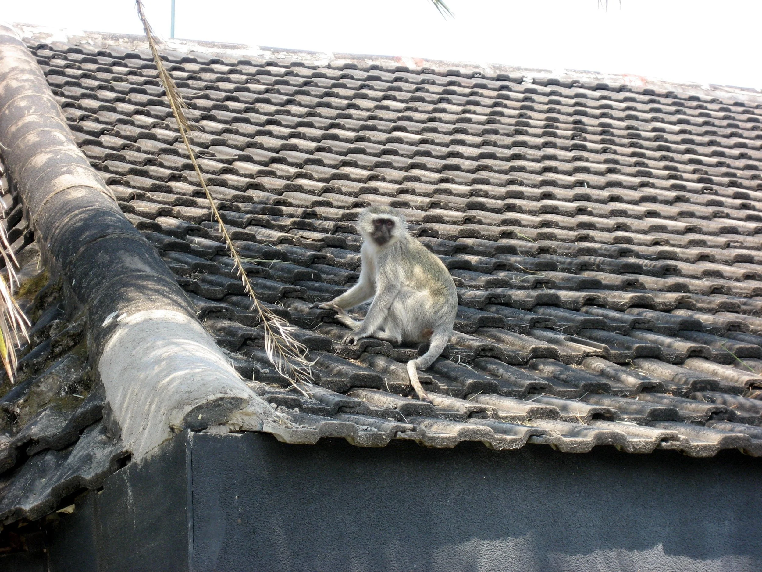  A vervet monkey at the entrance to Great Zimbabwe 