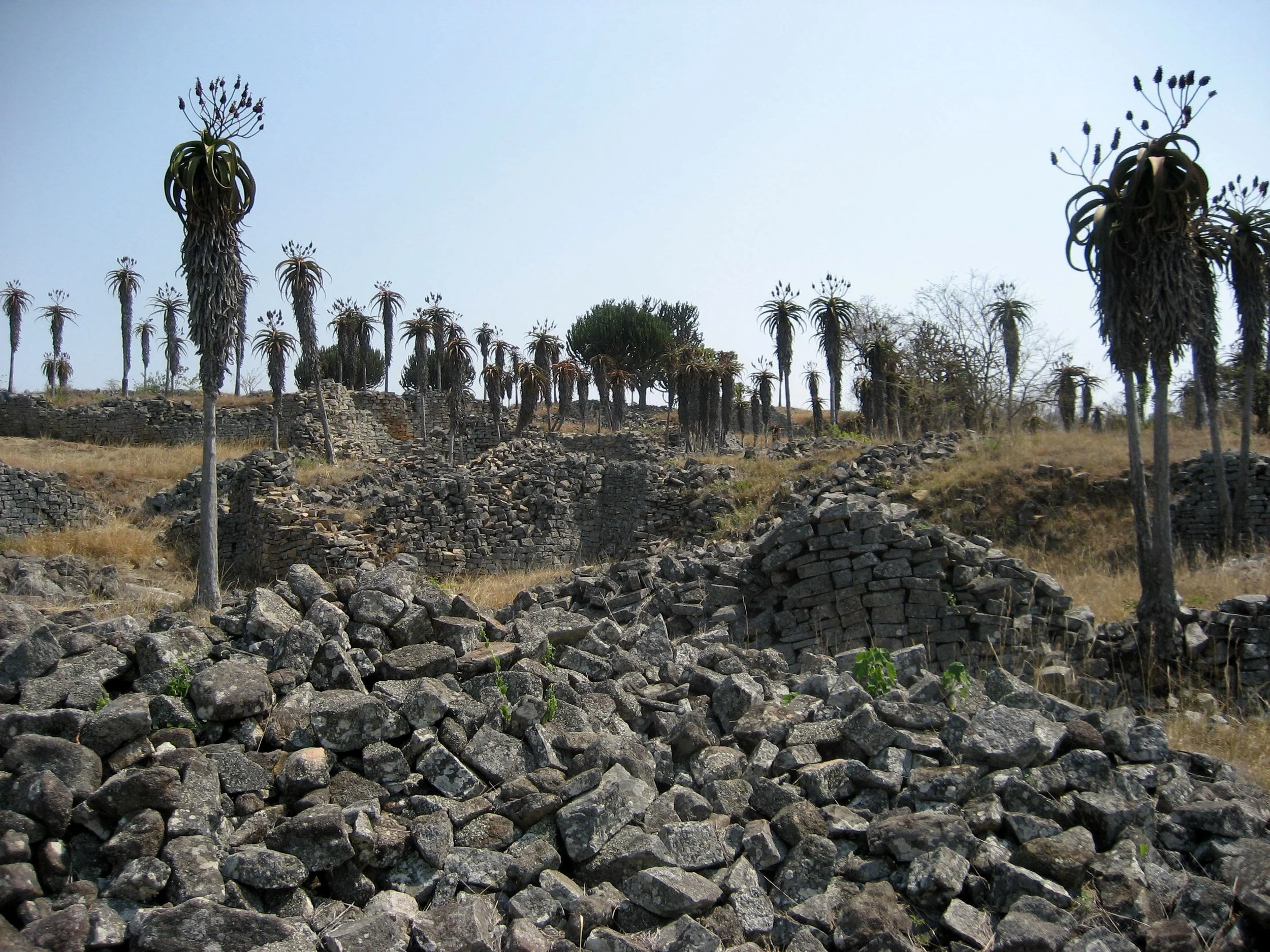  These are aloe plants amid the ruins. 