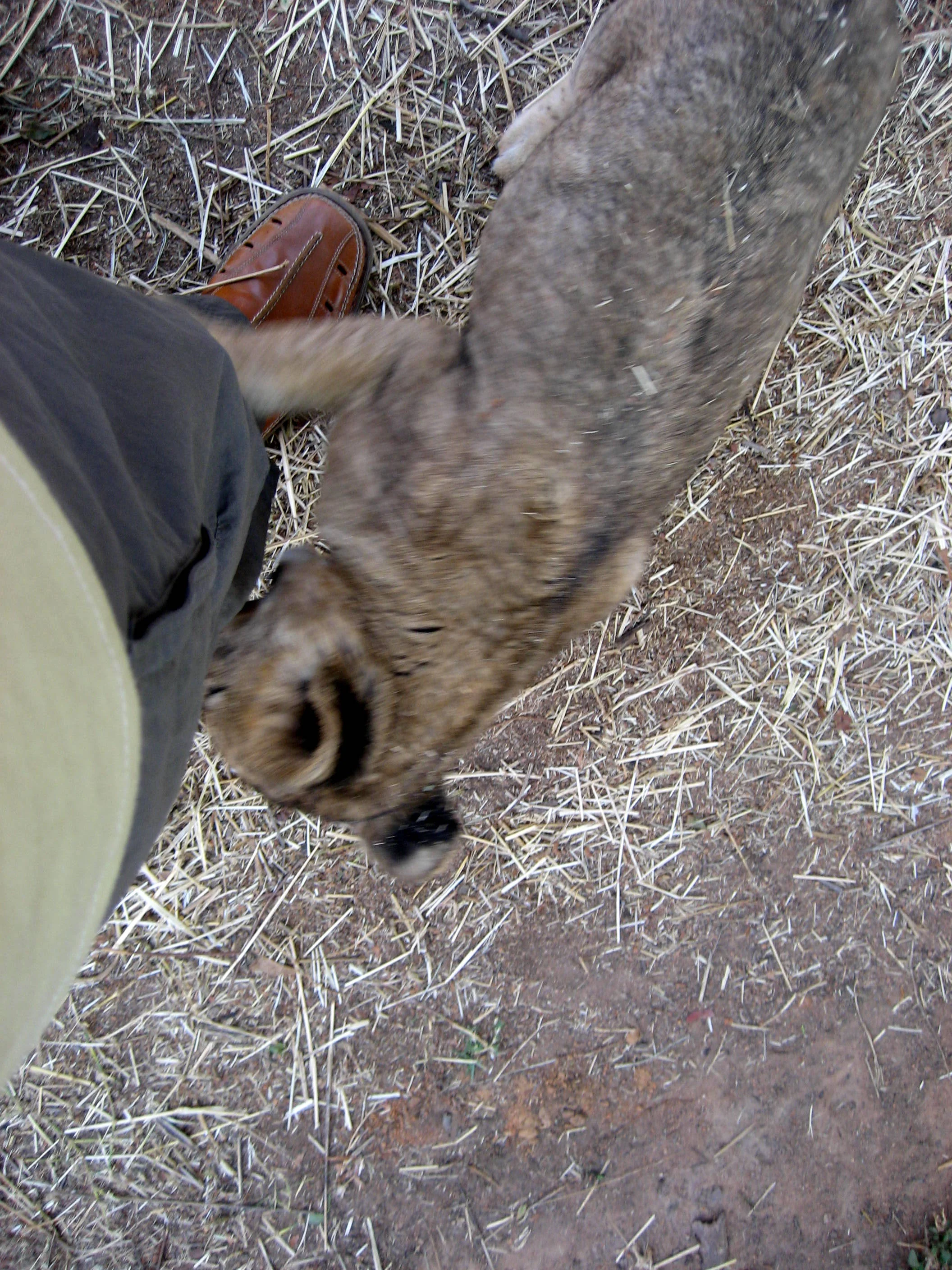  Here one of the lion cubs goes after my leg. 