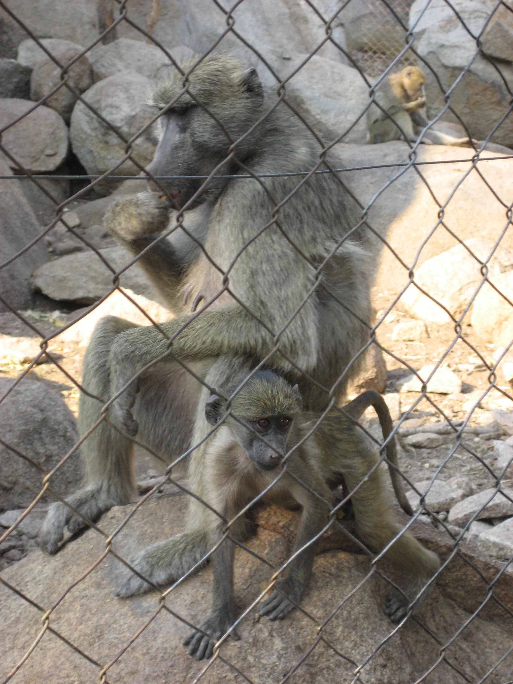  baboons 