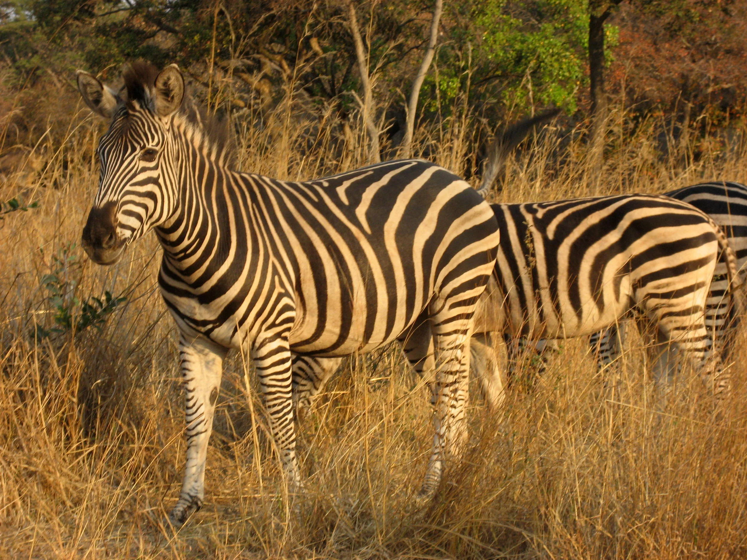  zebra 