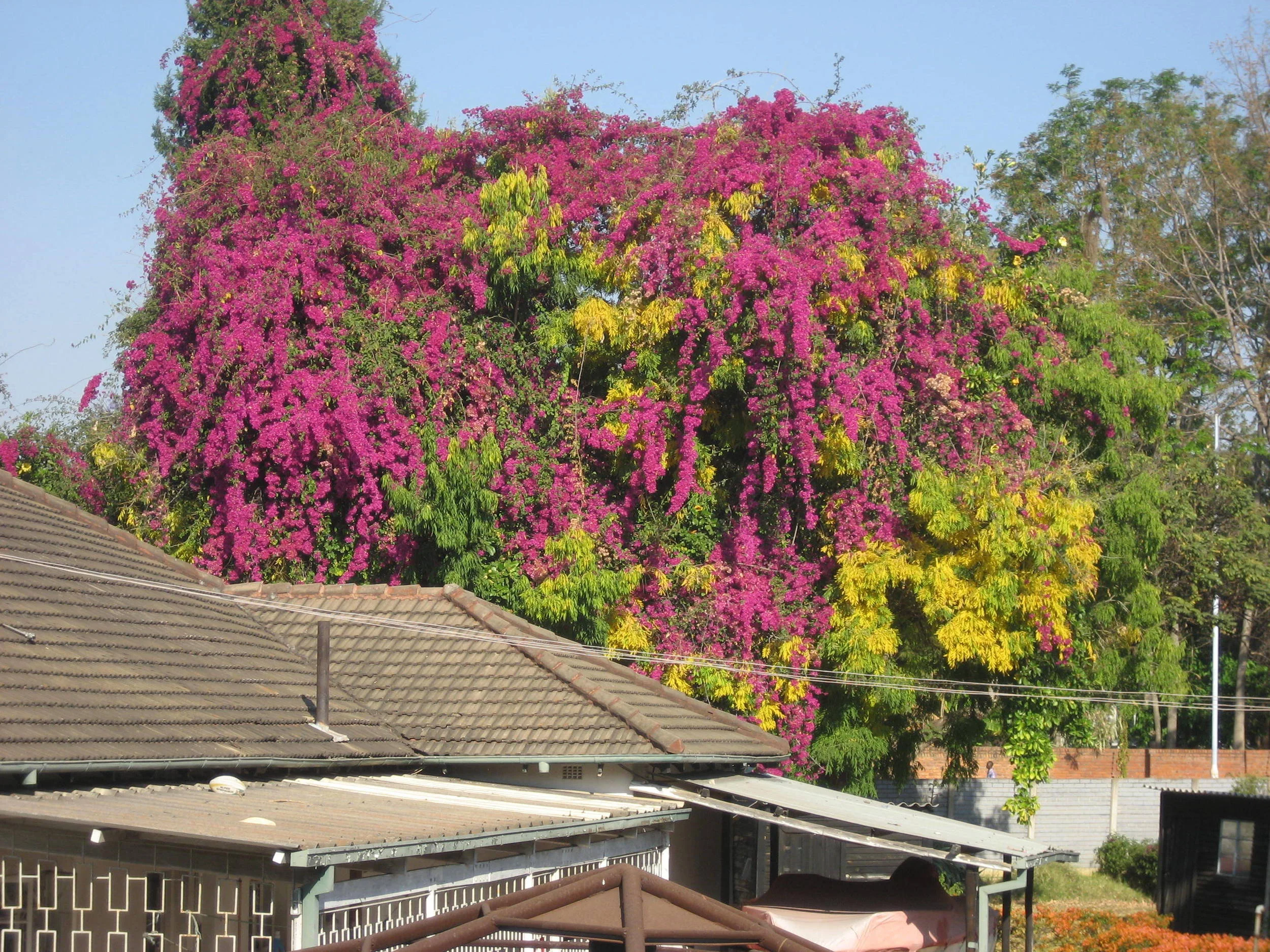  A beautifully colored tree from inside the ARIPO building 