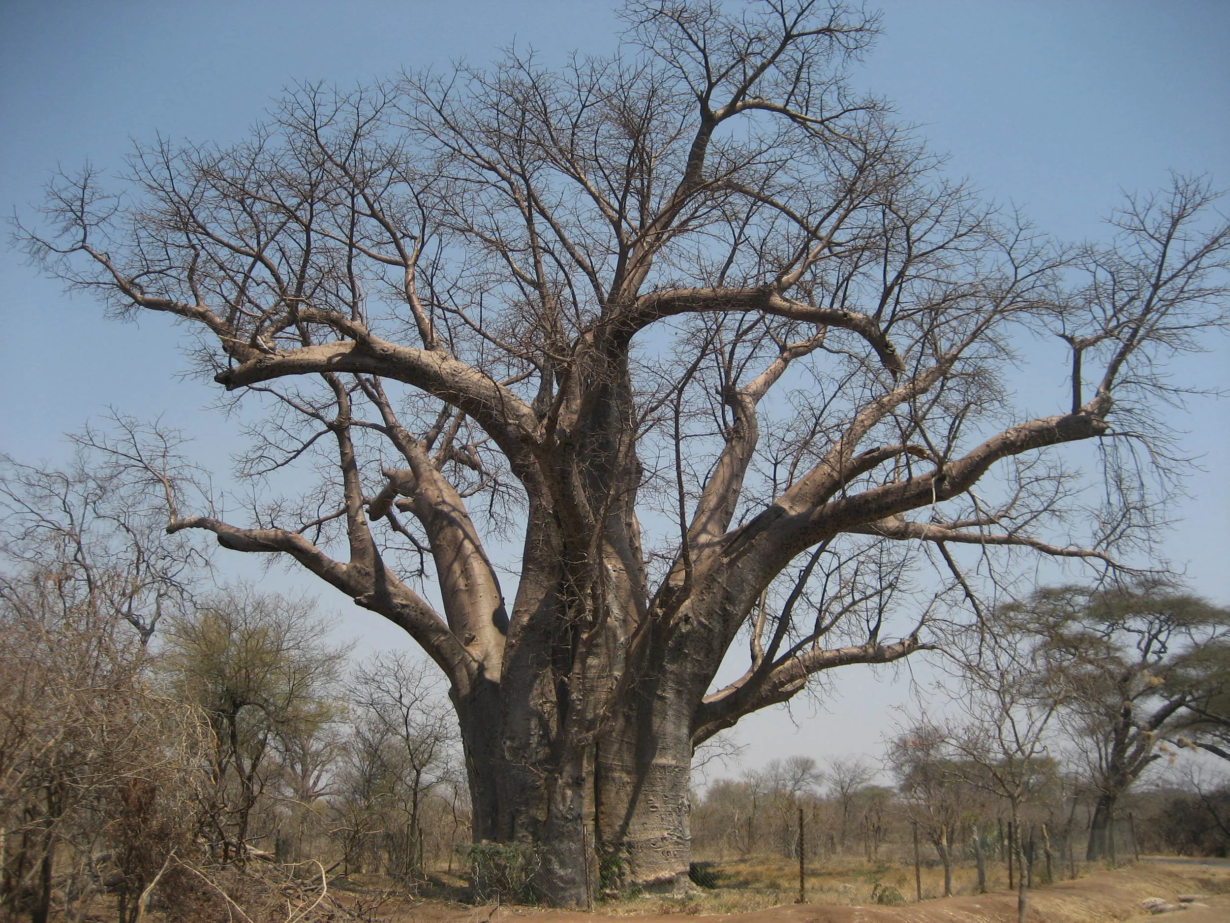  The Big Tree: &nbsp;a nearly 1500-year-old baobab tree. 