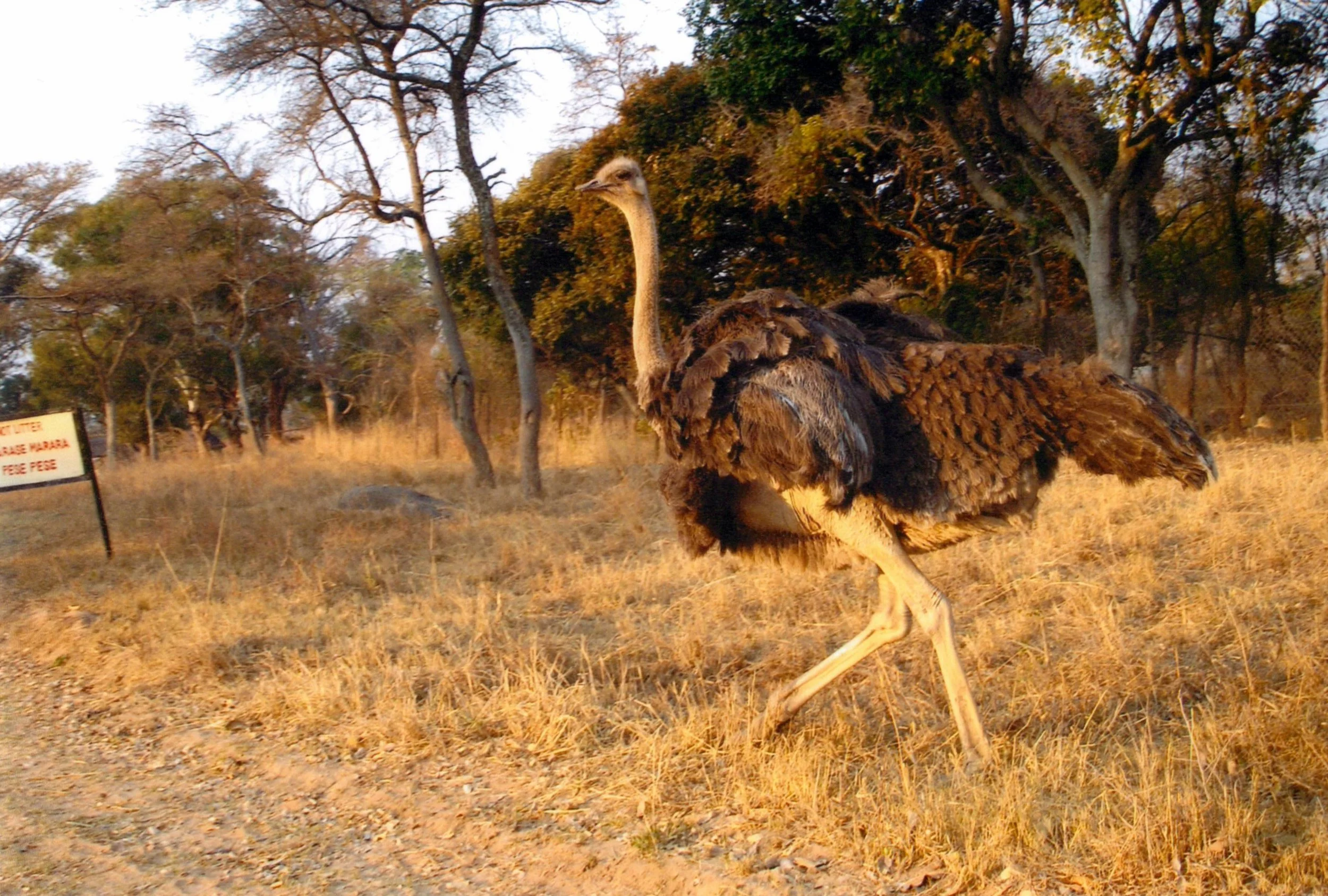  ostrich 