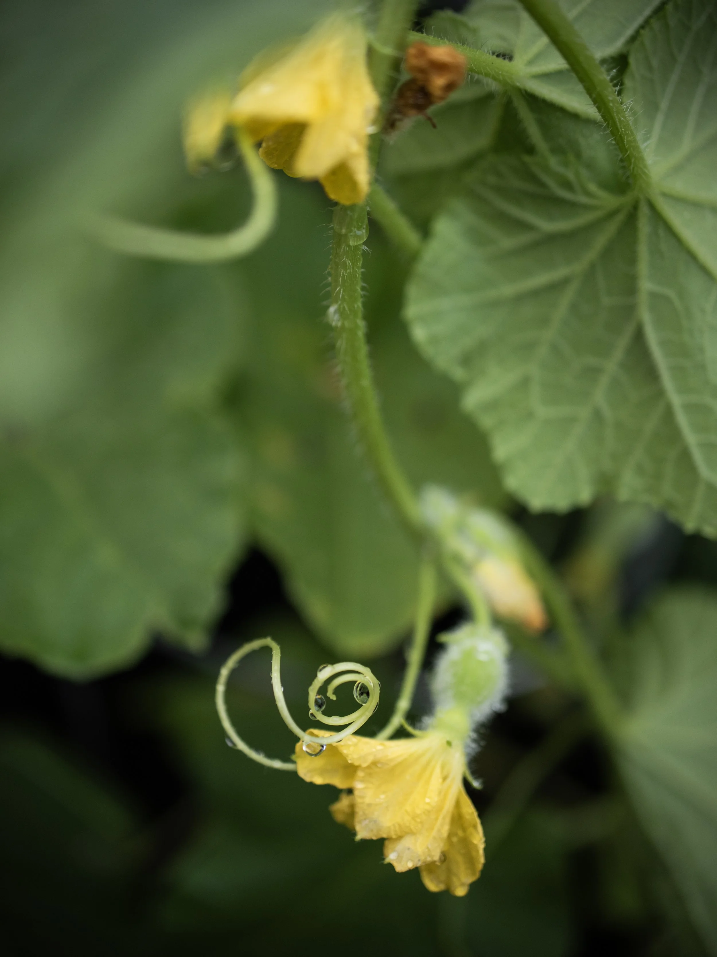 Curious-Cantaloupe.jpg