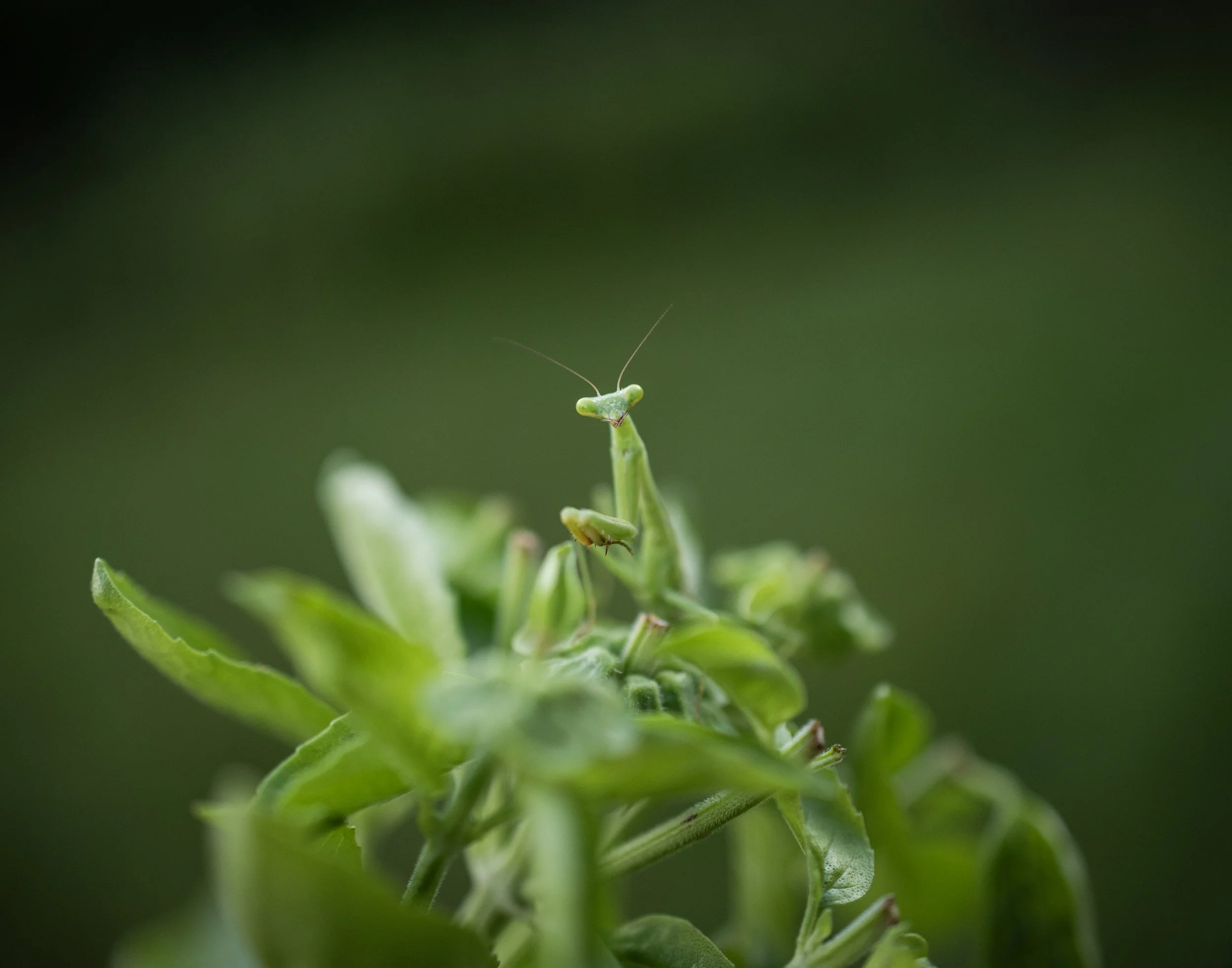 HelloMantis_14x11.jpg