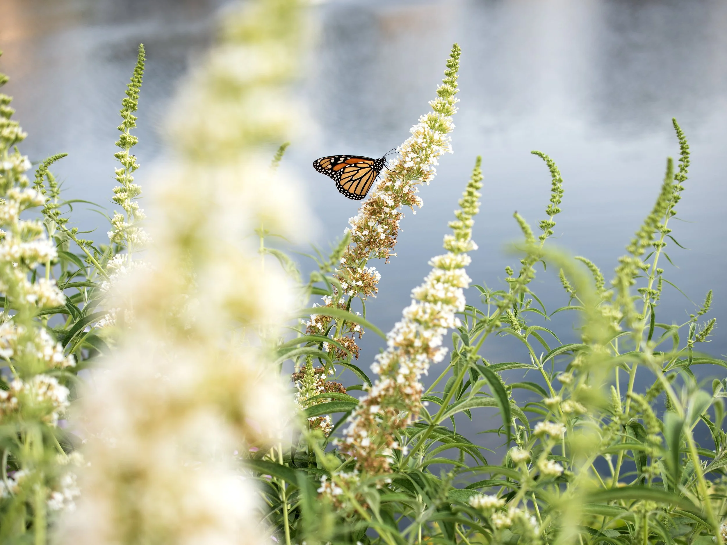 IntoTheButterflyBush.jpg