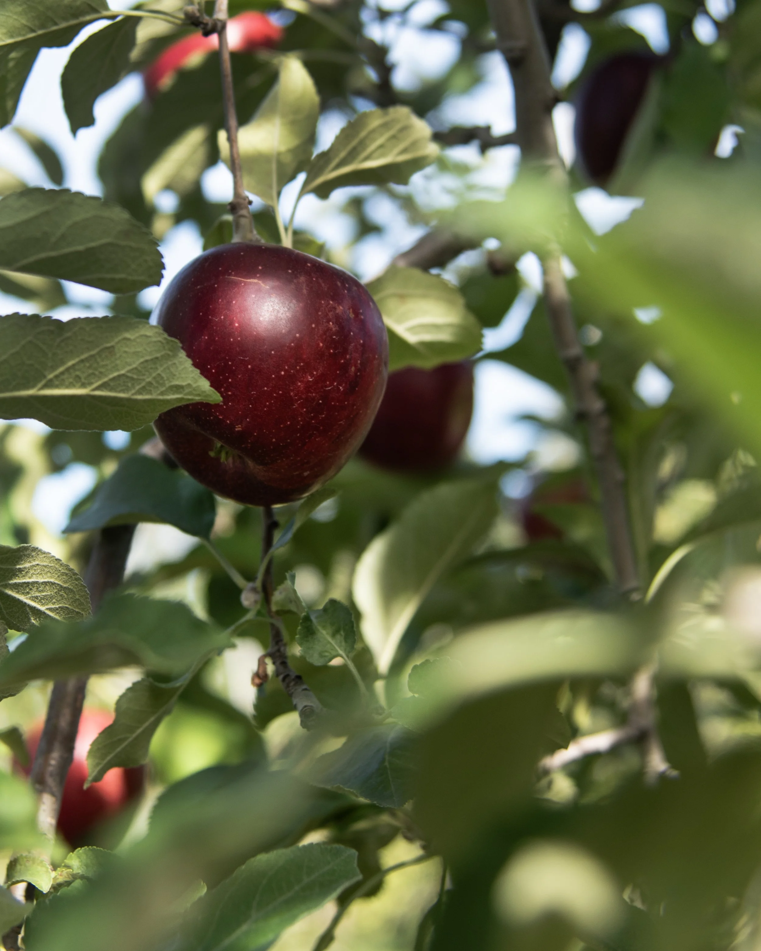 IntoTheOrchard.jpg