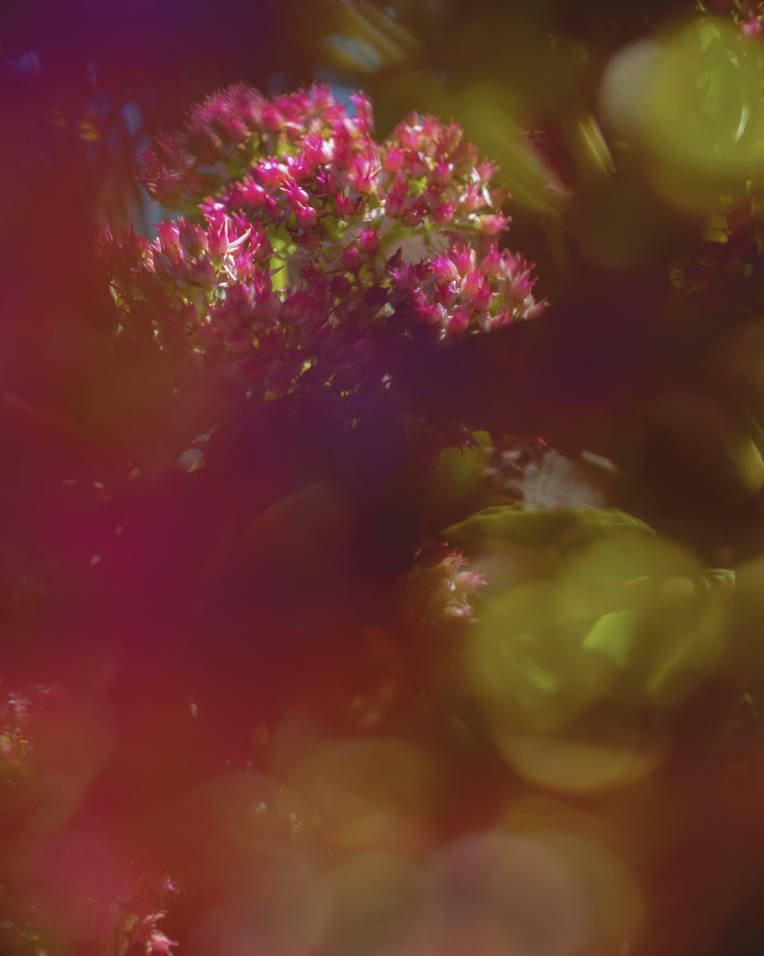 IntoTheSedum.jpg