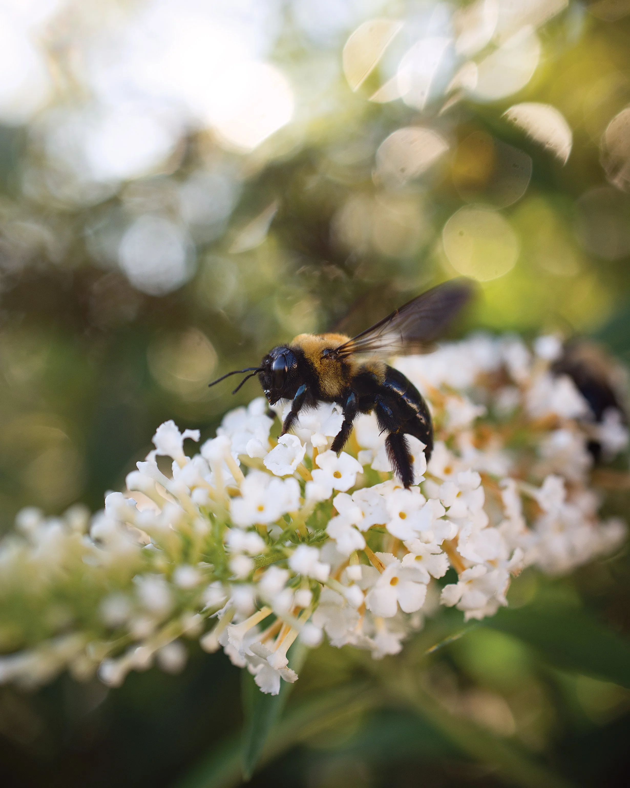 PollinatorsPriority.jpg