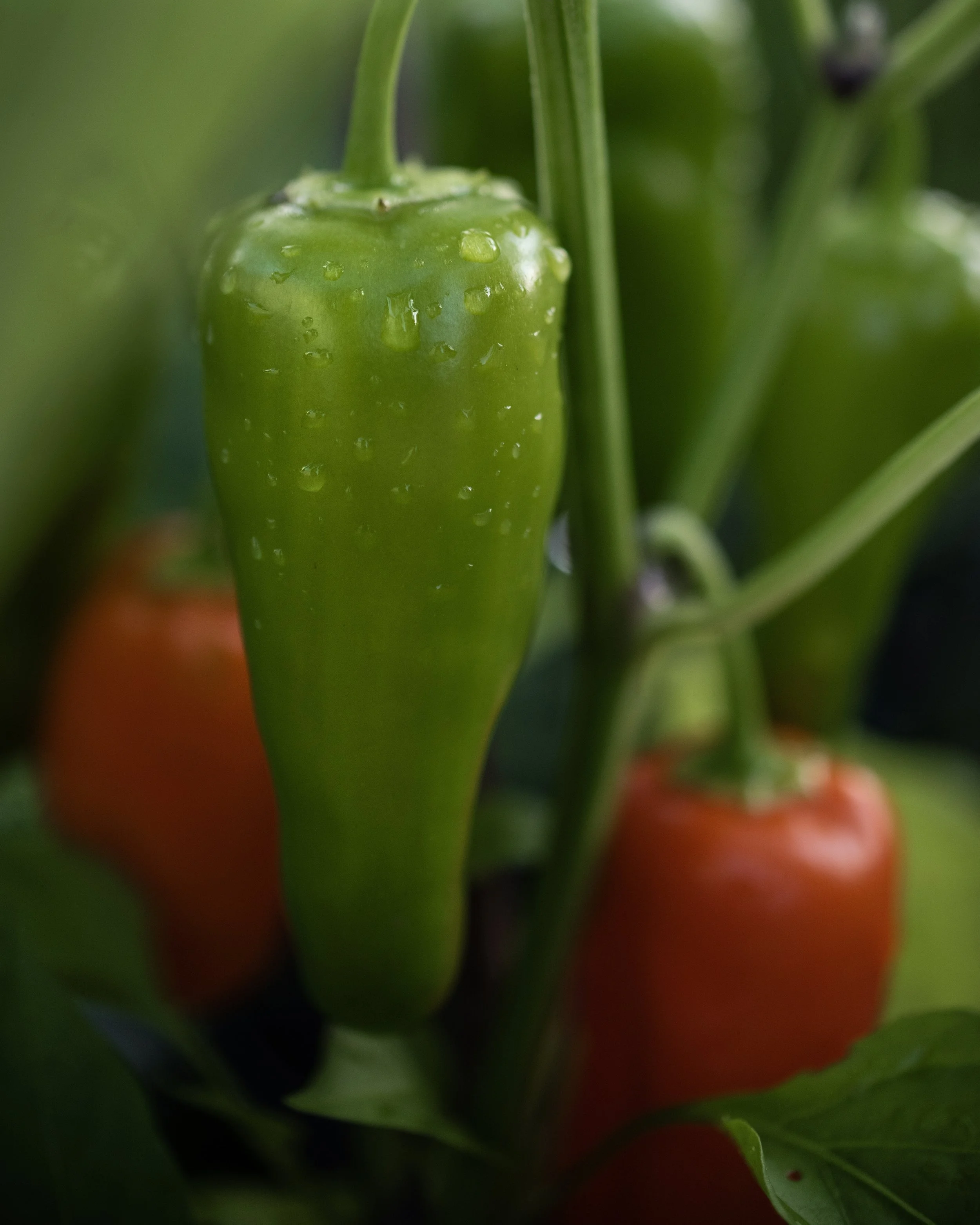 RainySnackPeppers.jpg