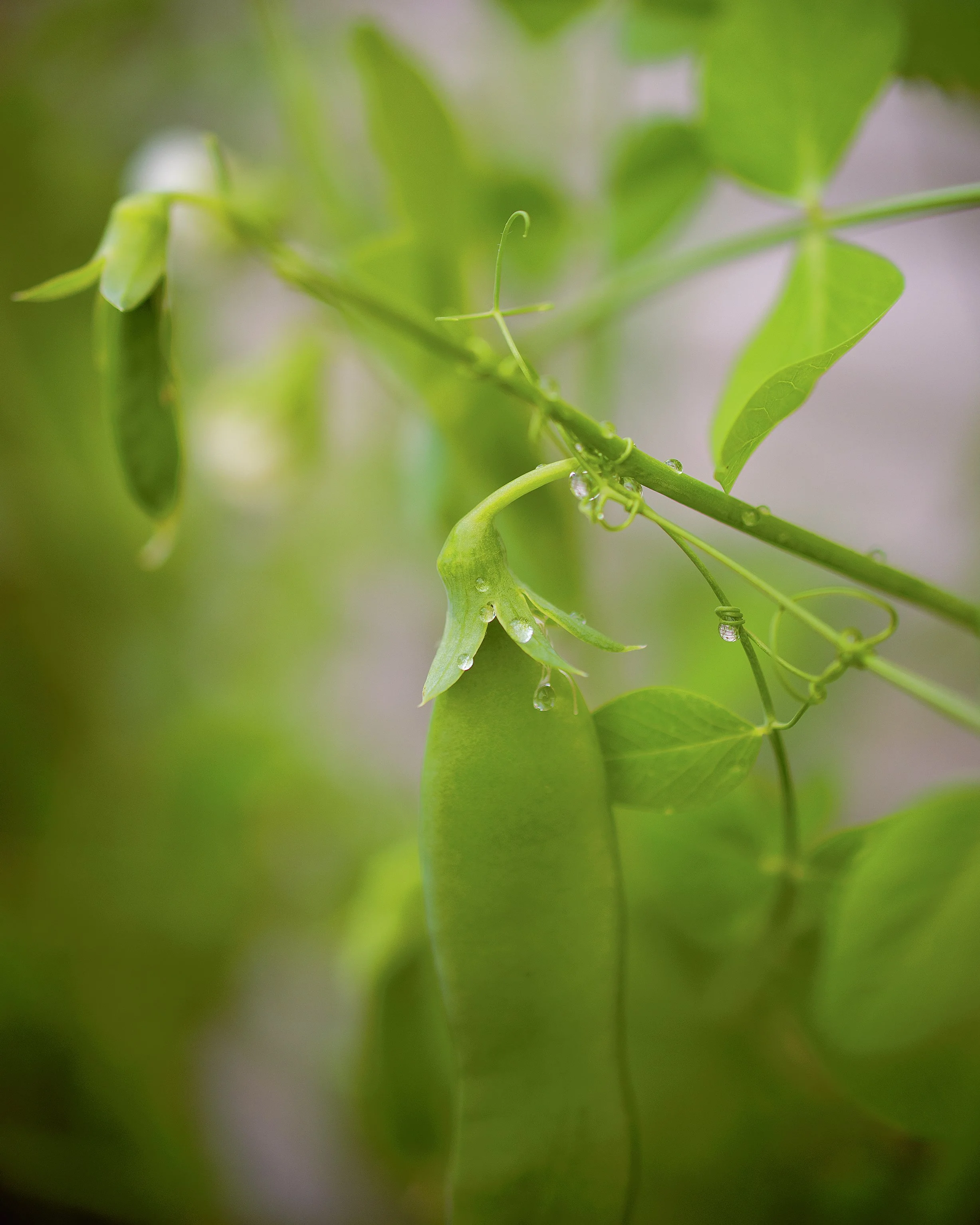 SpringPeaInRain.jpg