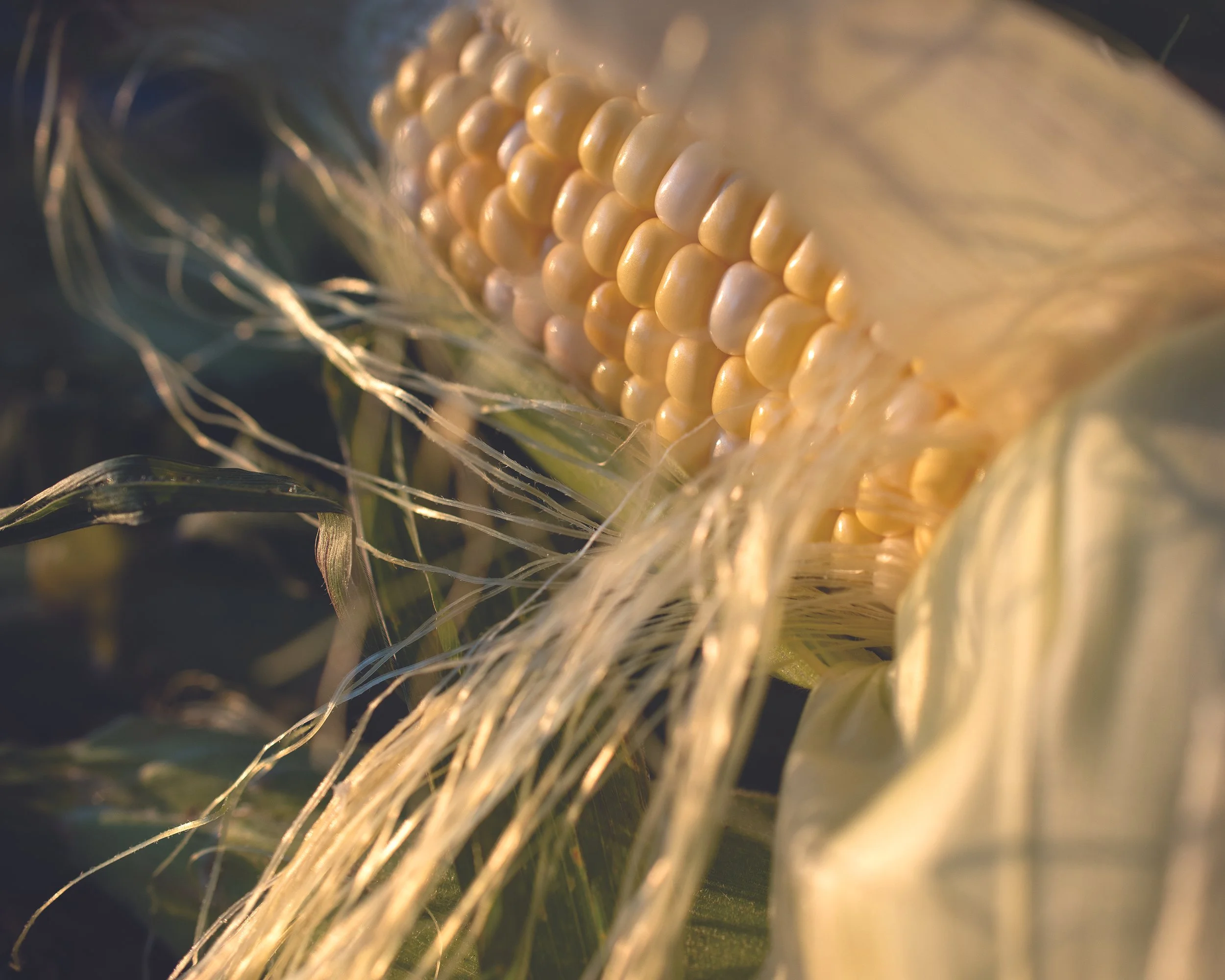 SunsestHarvest11.jpg