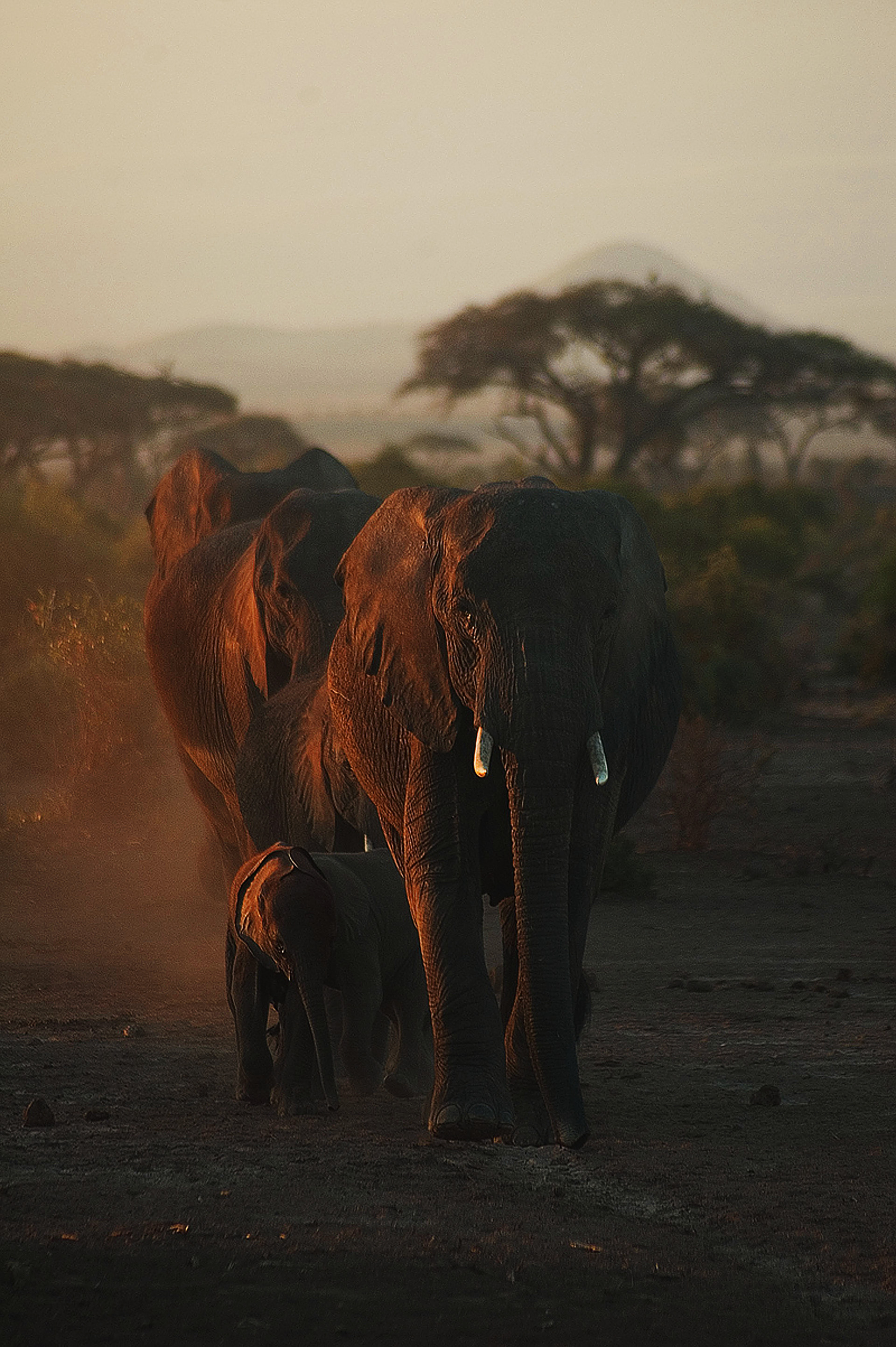 African Elephants.jpg
