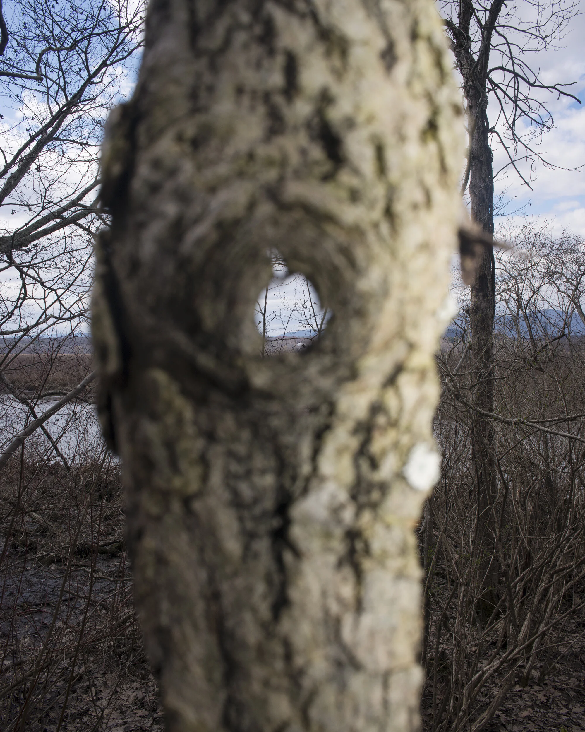 tree eyelet_website.jpg