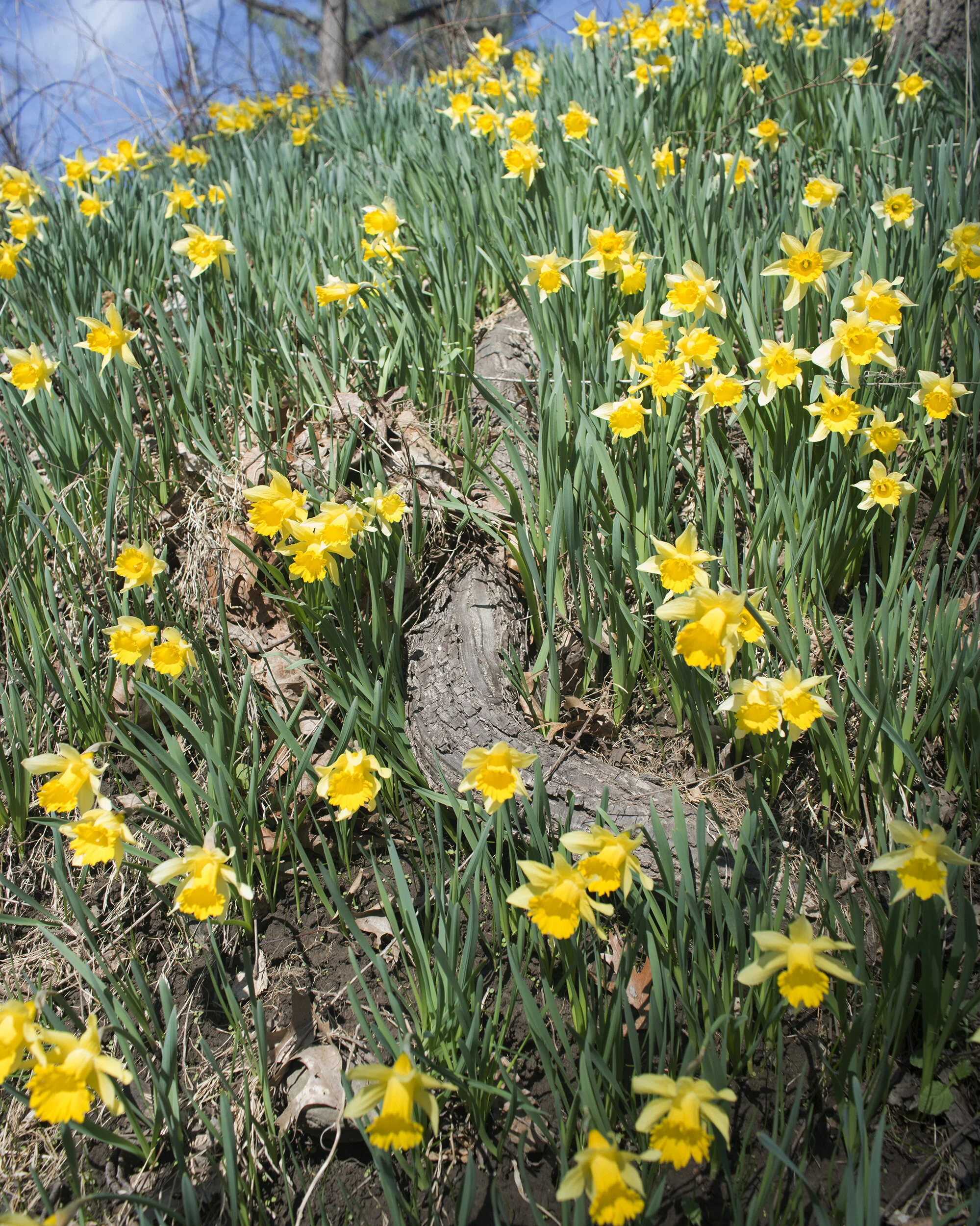 dafo2_website.jpg