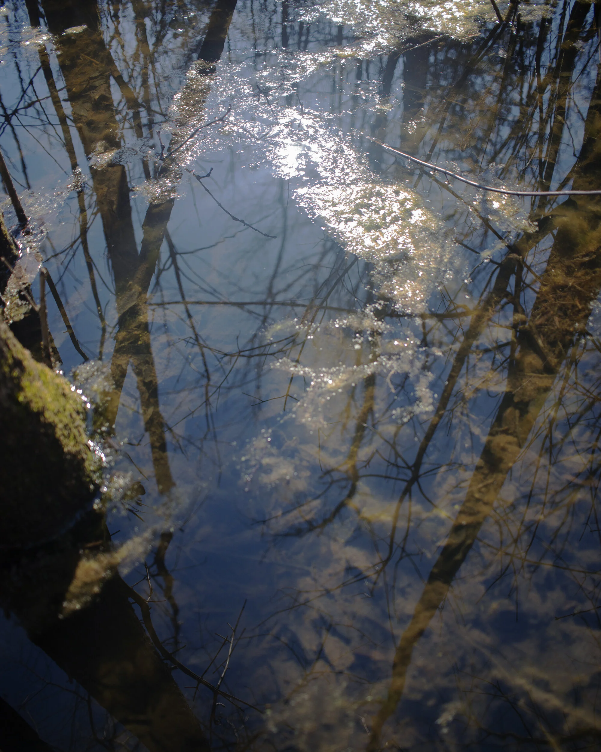 swamp_reflection1_website.jpg
