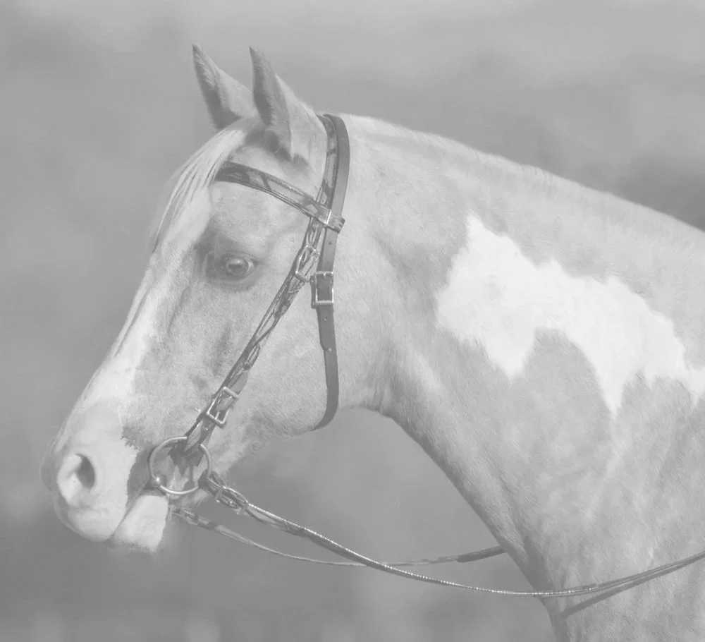 bridle2.jpg