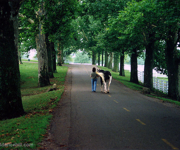  Breyerfest Guest Horse 