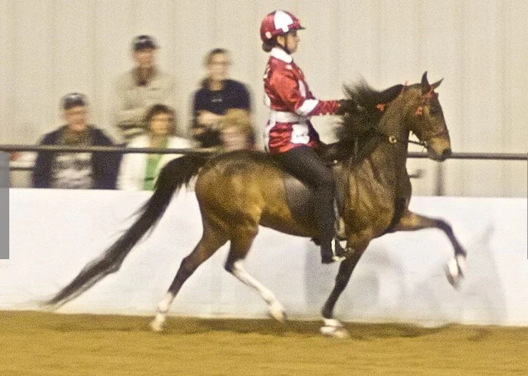 The pony is tacked up in a Saddleseat Saddle with a Cavesson, Snaffle Bridle (Half-Cheek) and Running Martingale.