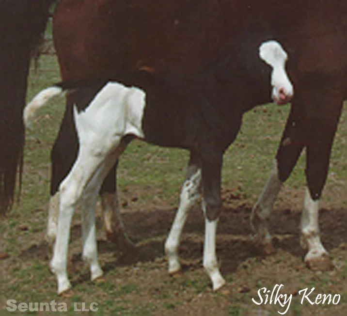 keno-foal.jpg