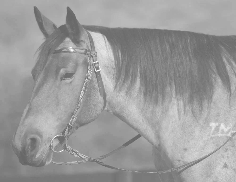 bridle.jpg