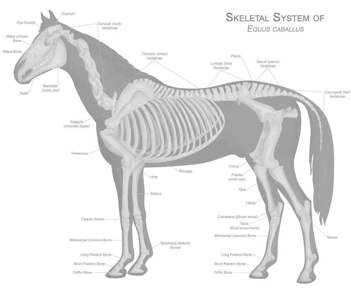 horseanatomy.jpg