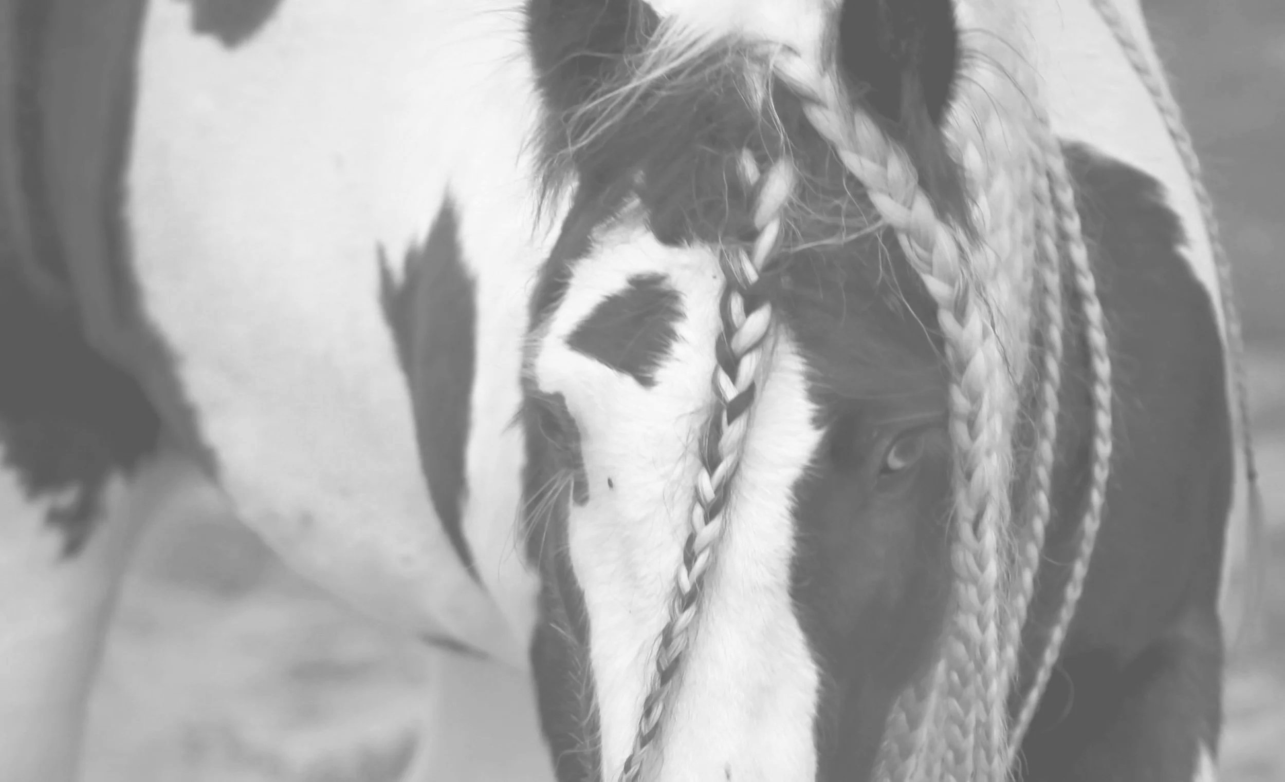 gypsy-vanner-braids-and-feathers.jpg