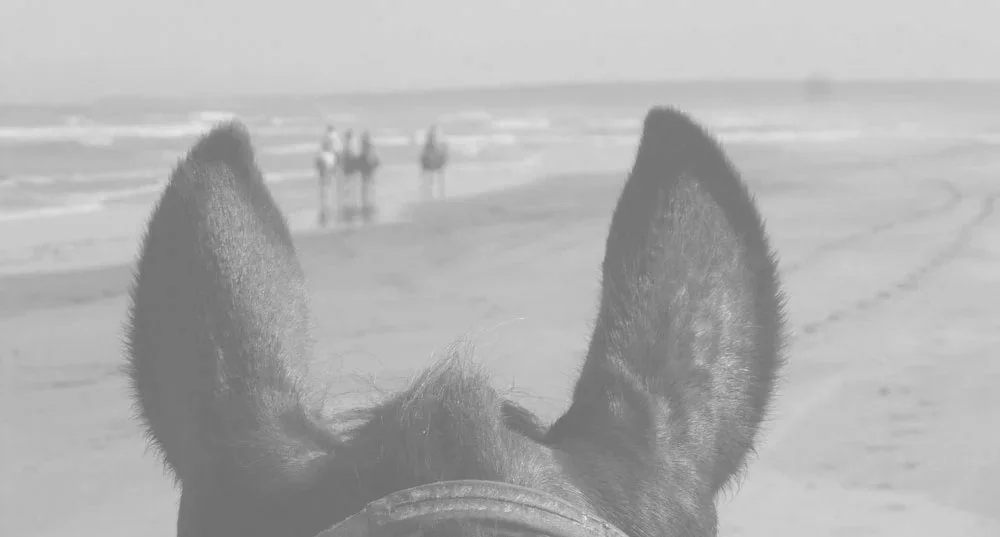 ears2.jpg