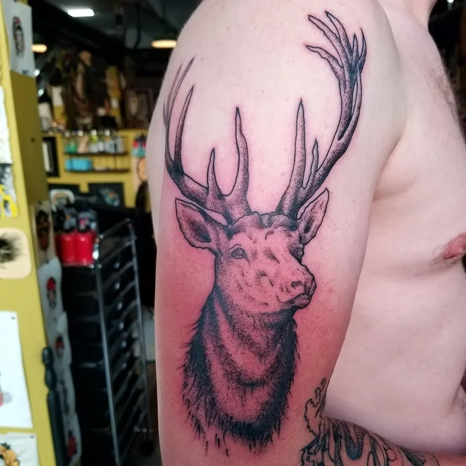 elk.jpg