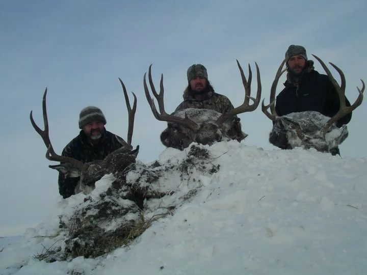 Montana deer