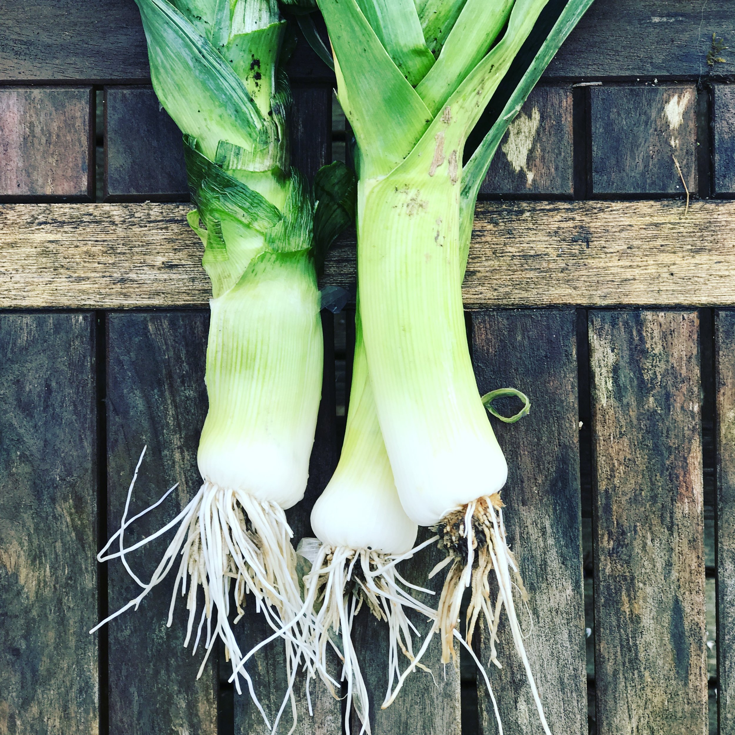 Leeks- Fresh out of the StHealthy Garden