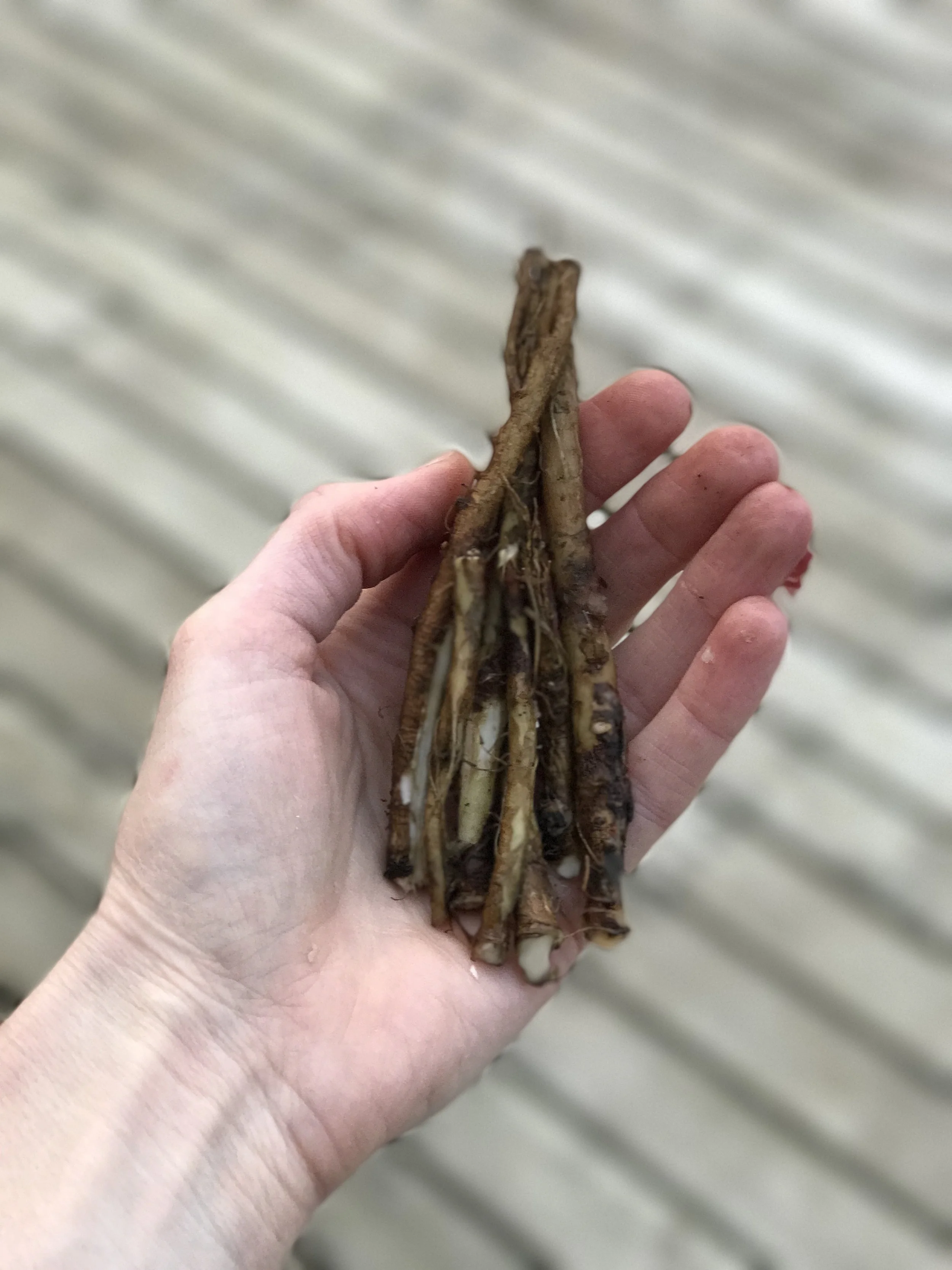 Fresh dandelion root