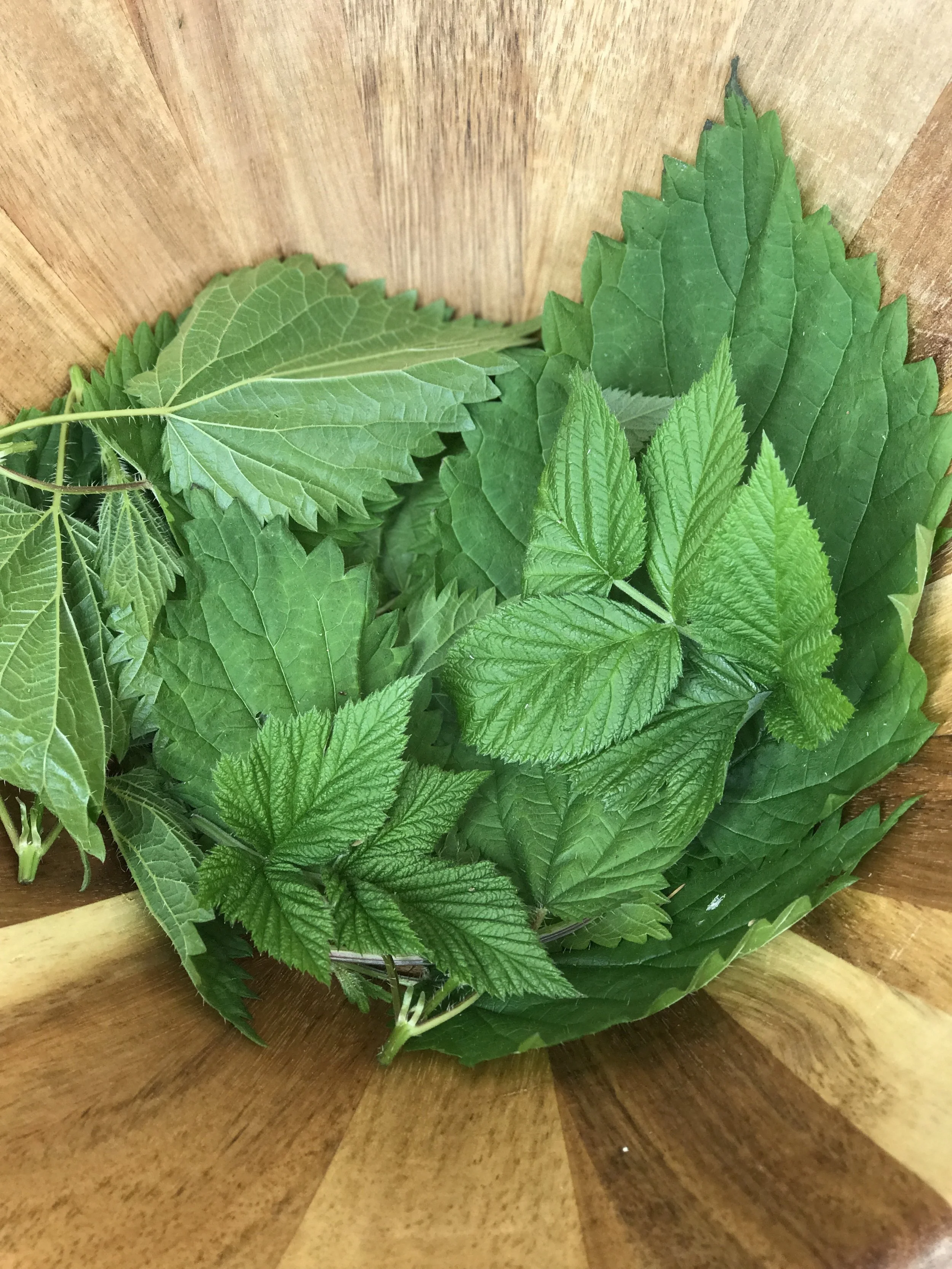 Fresh nettle buds. 