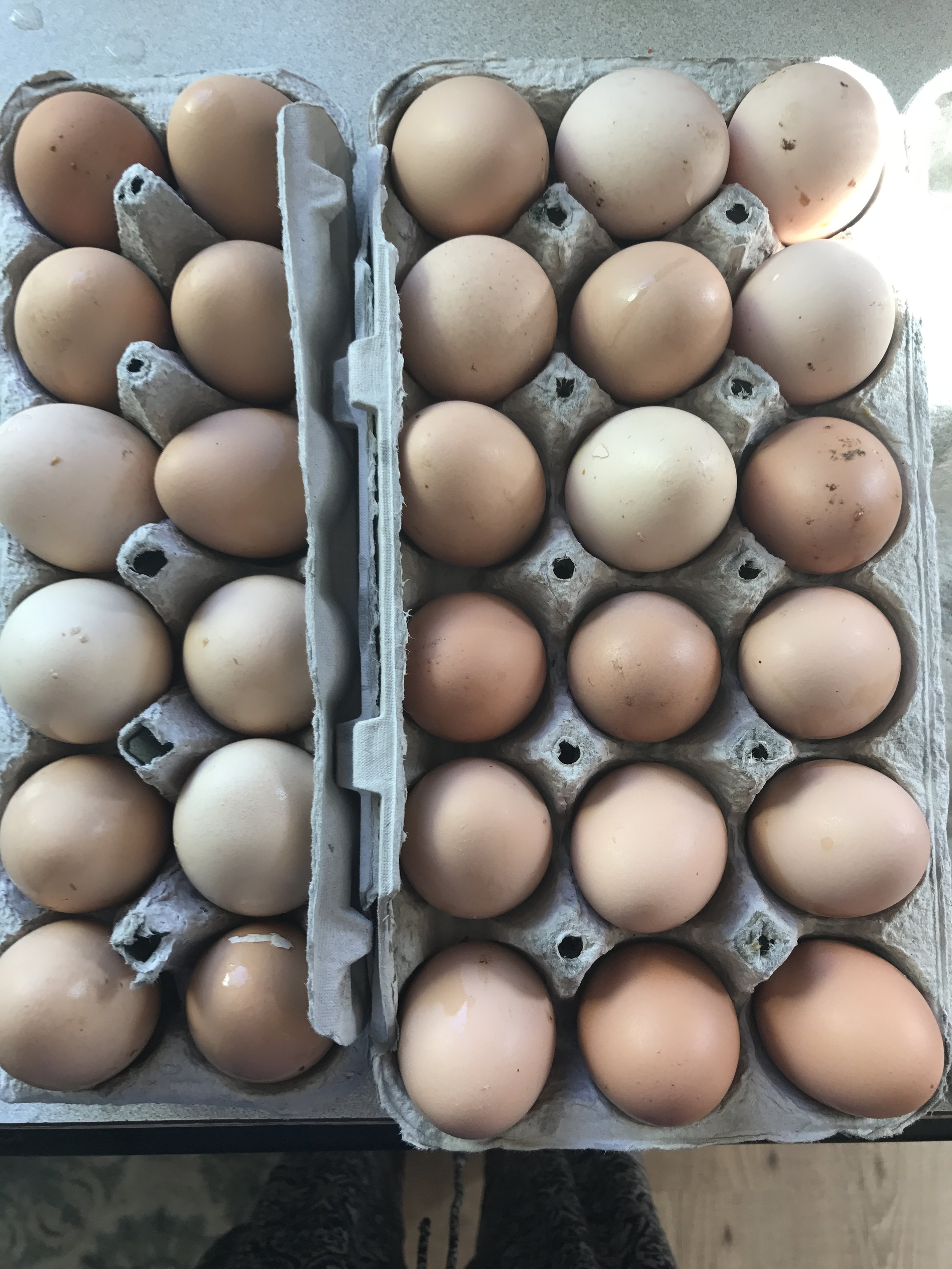 Eggs from the Sthealthy chickens