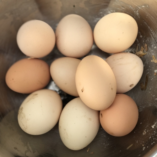 Fresh eggs from Sthealthy chickens