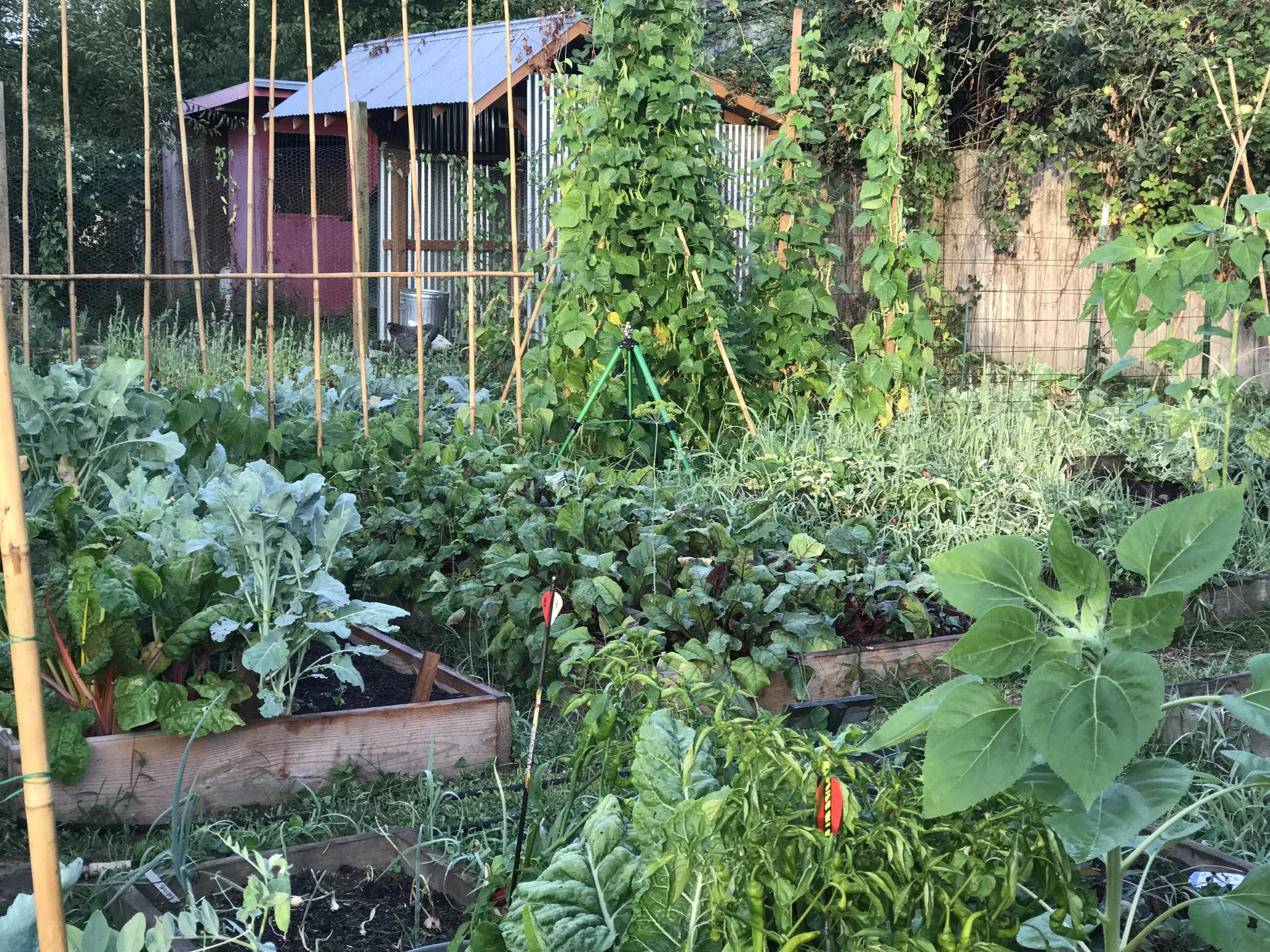 2017-08-25 06.59.18.jpg