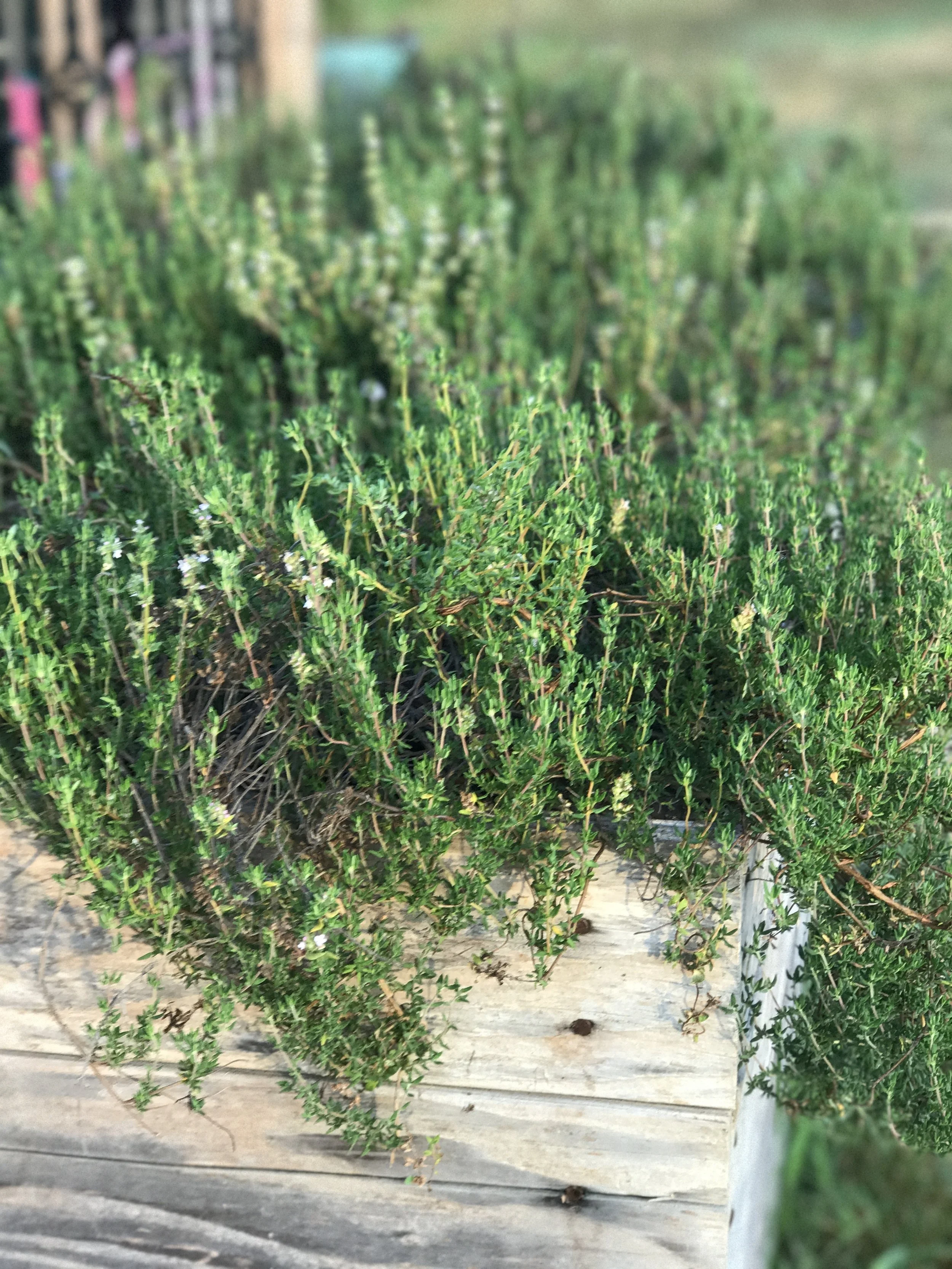 2017-08-25 06.56.06.jpg