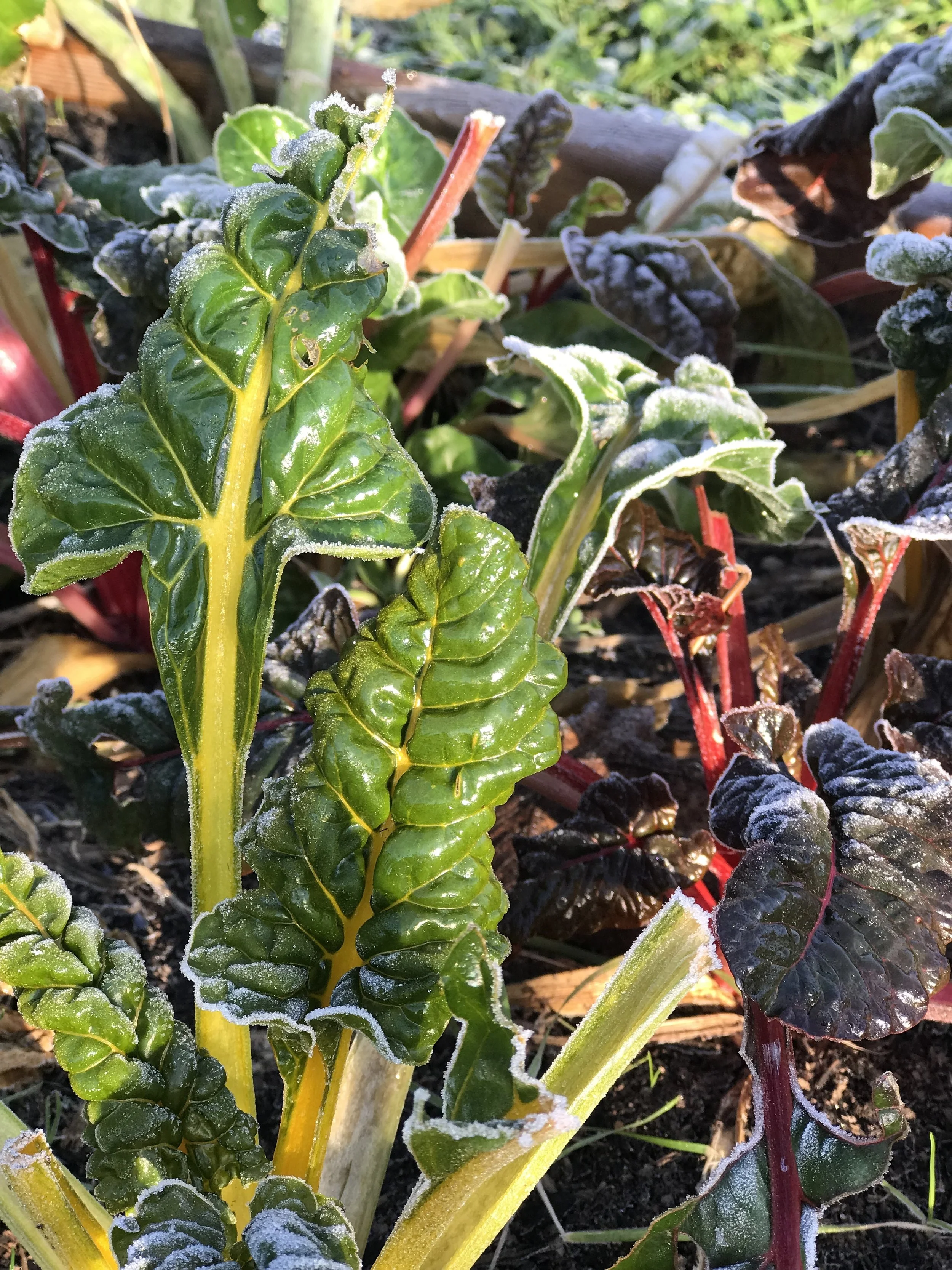 2017-12-10 10.20.15.jpg