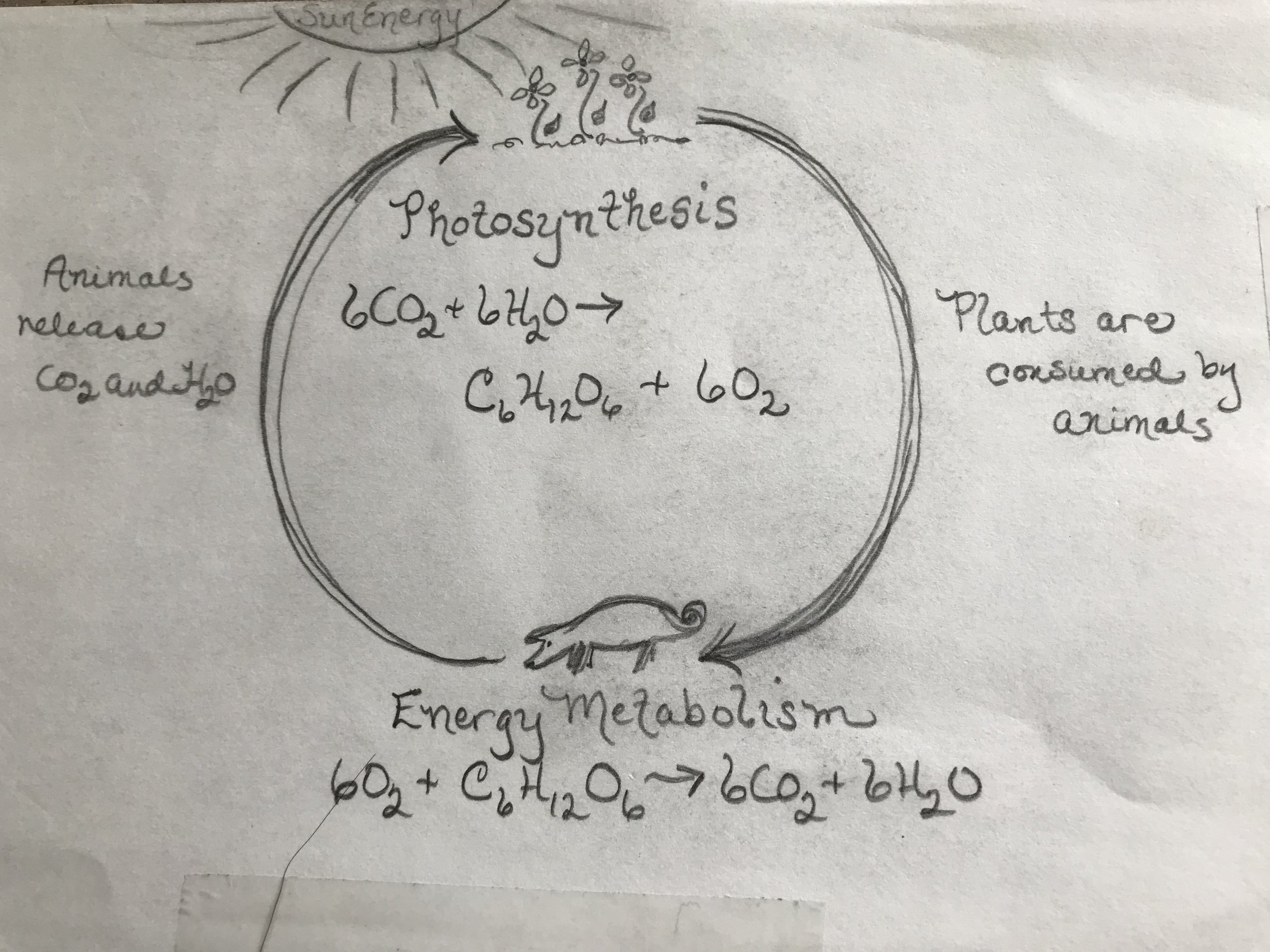 Dr. Hillary's Biochemistry Drawing on the Cycle of Life. 