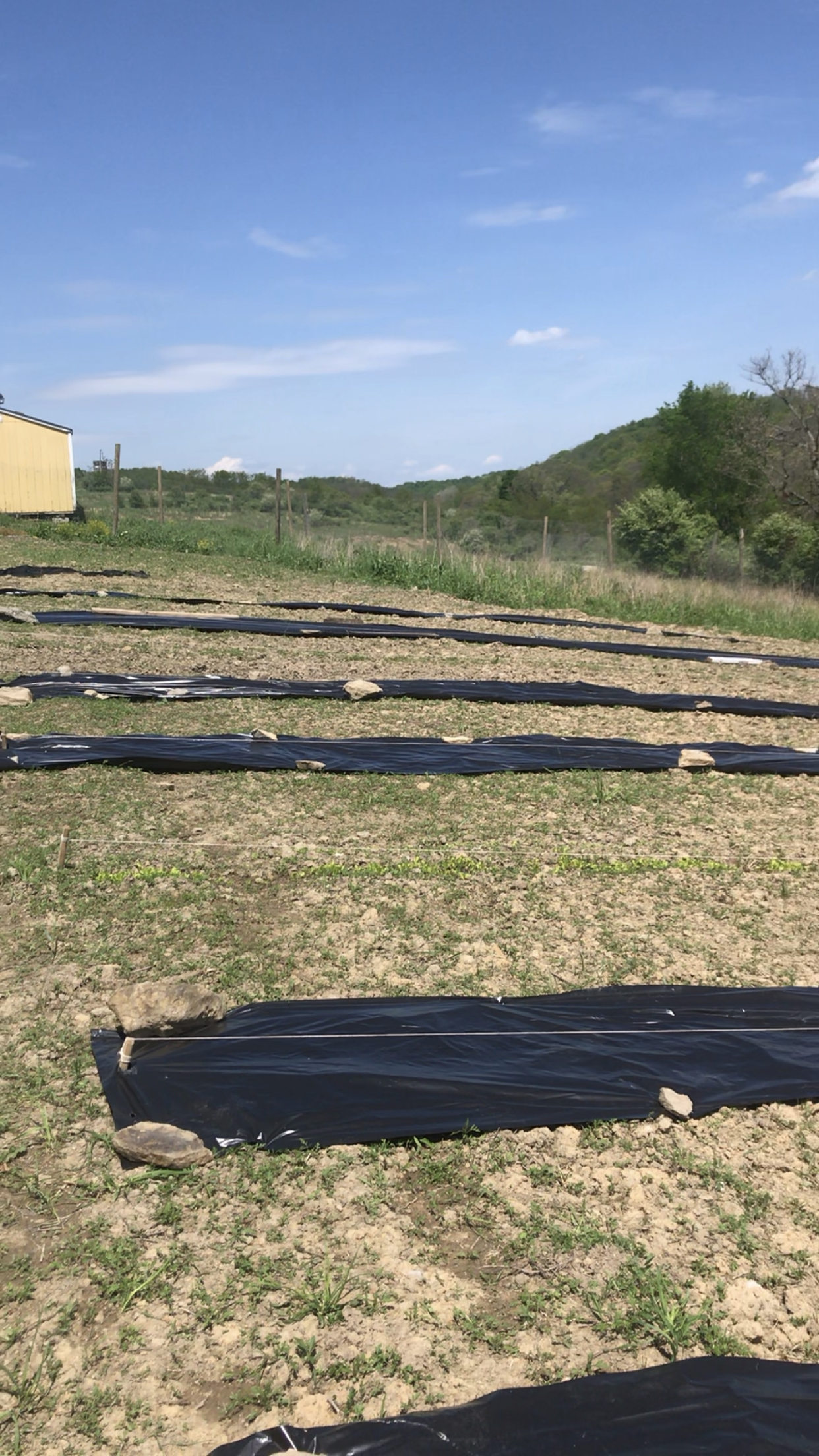 Laying the plastic down in the rows