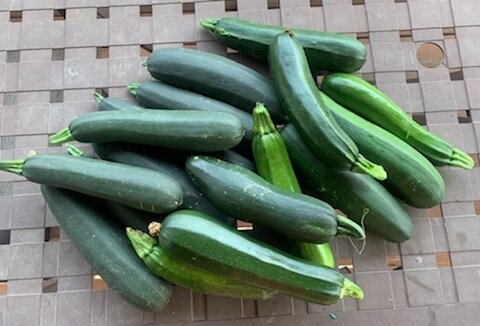Zucchini from our garden.