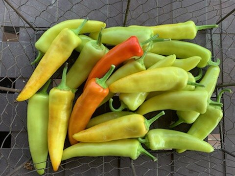 Fresh peppers from our garden.