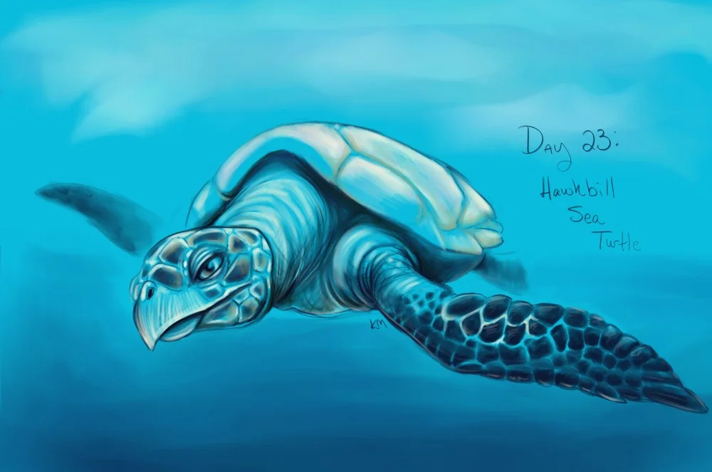 Day 23: Hawksbill Sea Turtle
