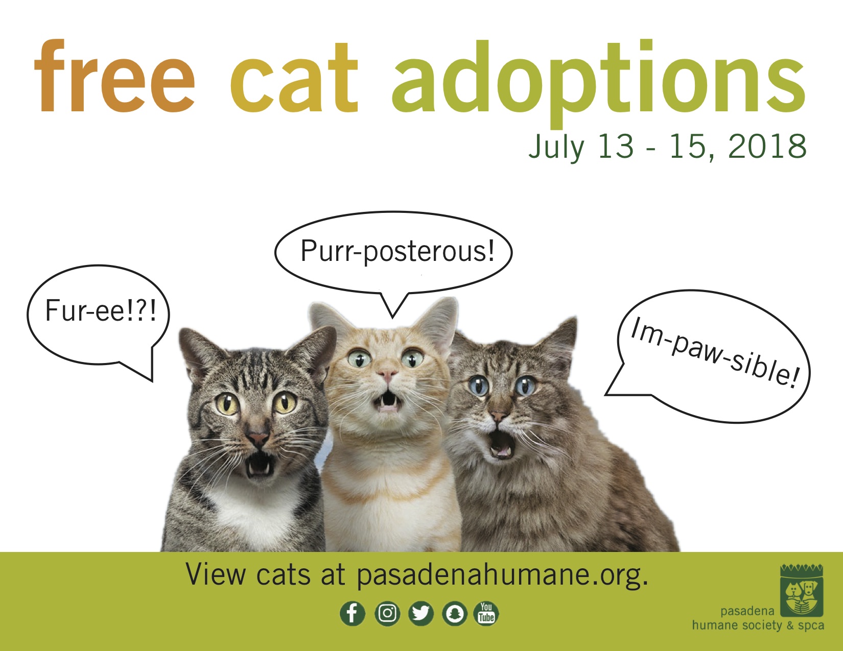 free cat adoptions.jpg