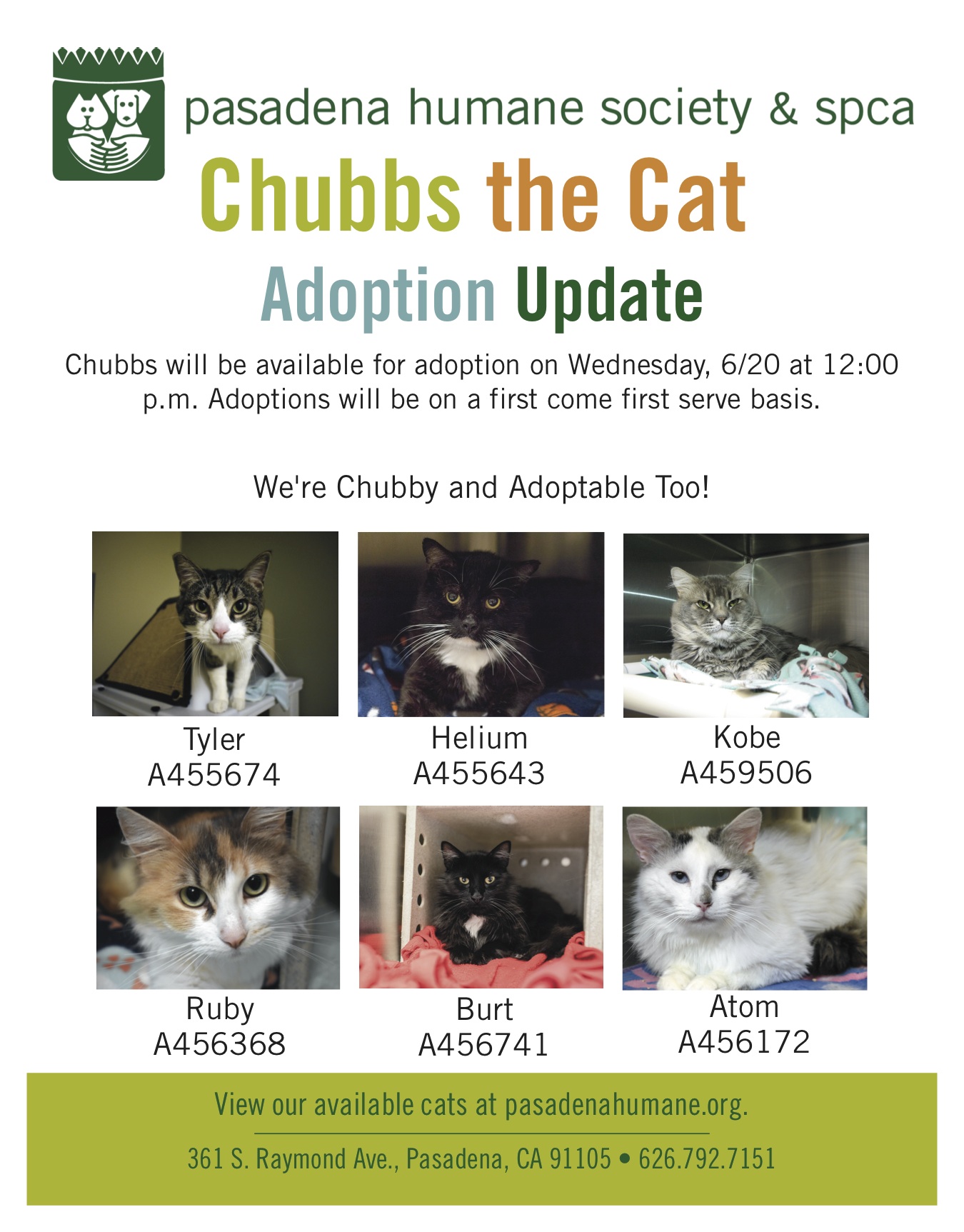 Chubbs the Cat Alternatives v2.jpg