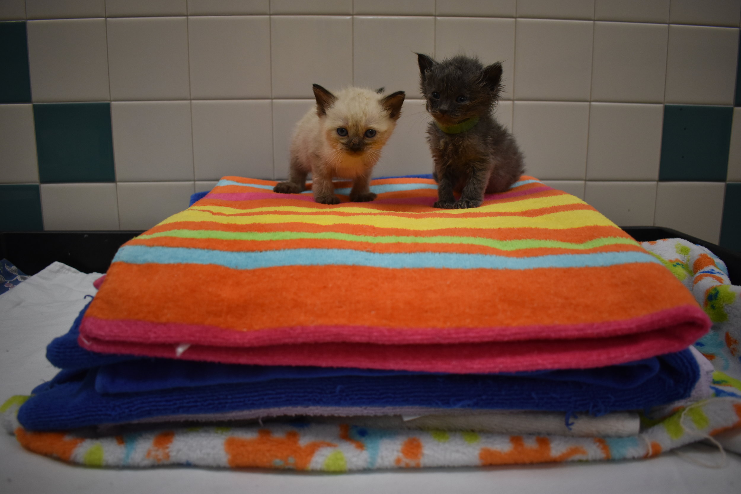 Towel kittens.JPG