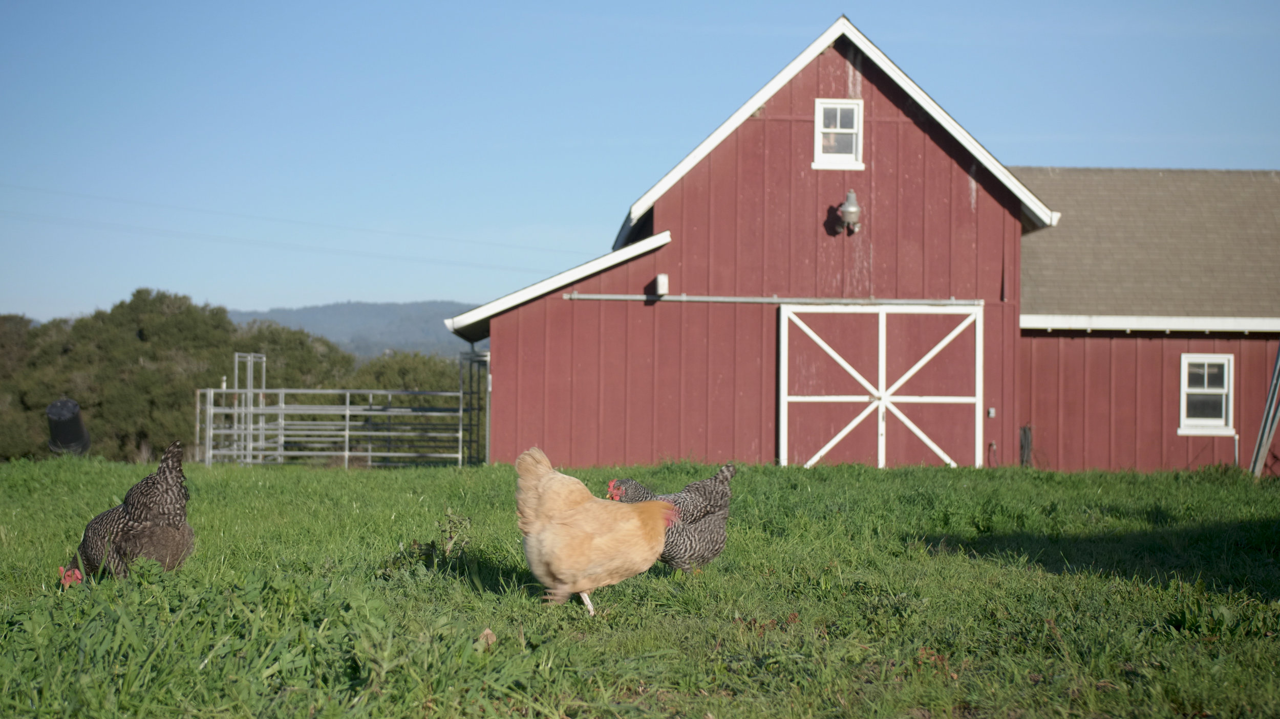 Chickens And A Barn.jpg