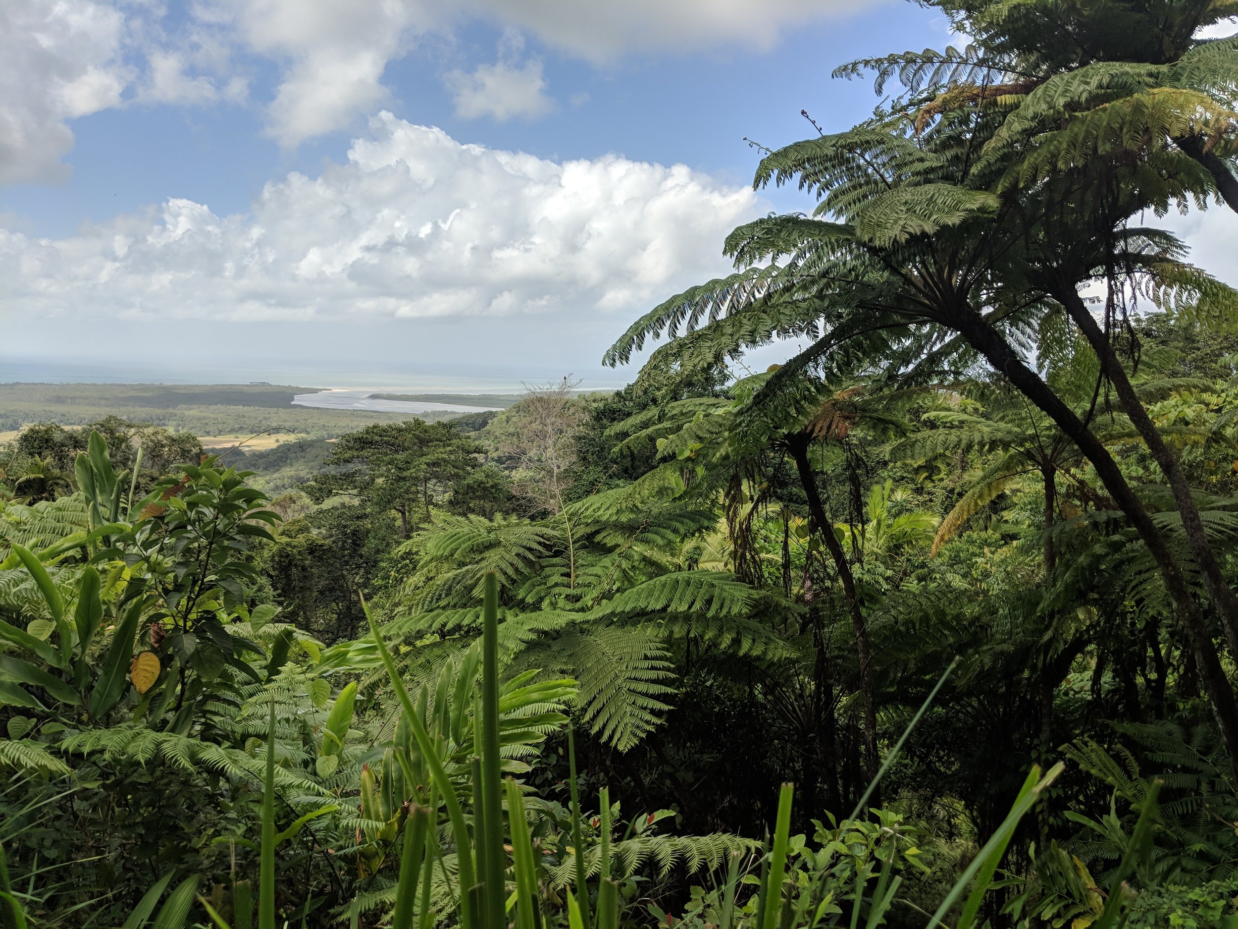 Daintree Rainforest