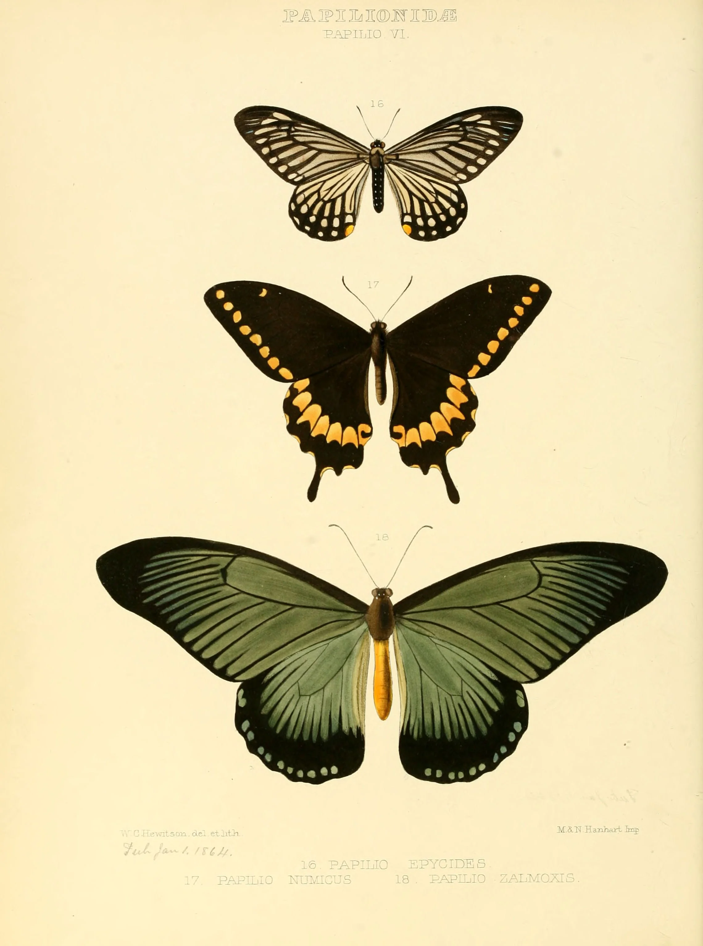 Illustrations_of_new_species_of_exotic_butterflies_Papilio_VI.jpg